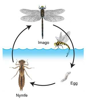 Odonata