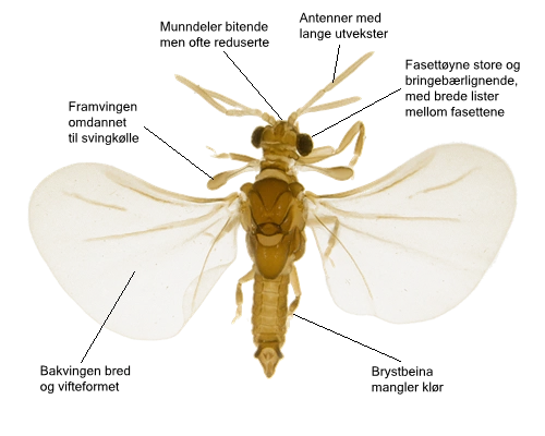 Strepsiptera