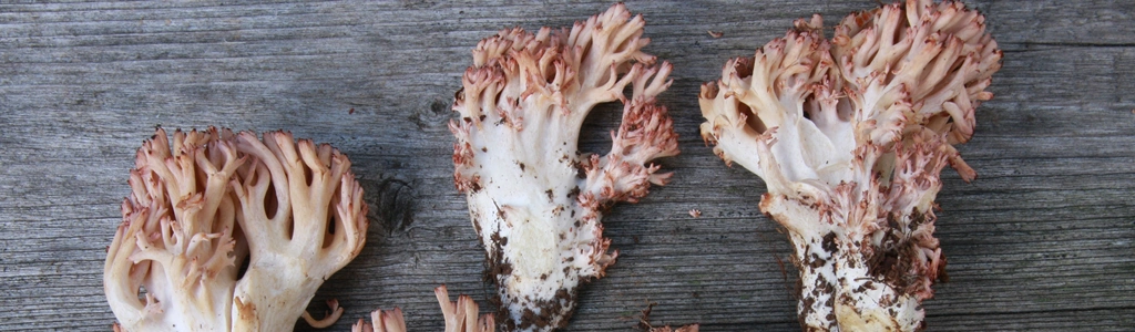 Ramaria botrytis coll.