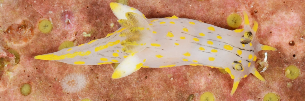 Polycera quadrilineata (O.F. Müller, 1776)