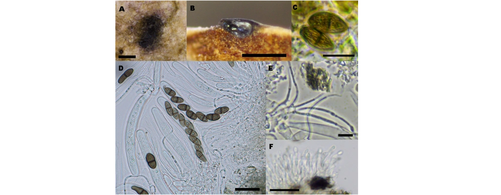 Didymosphaeria massarioides Sacc. & Brunaud