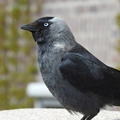 Corvus monedula Linnaeus, 1758