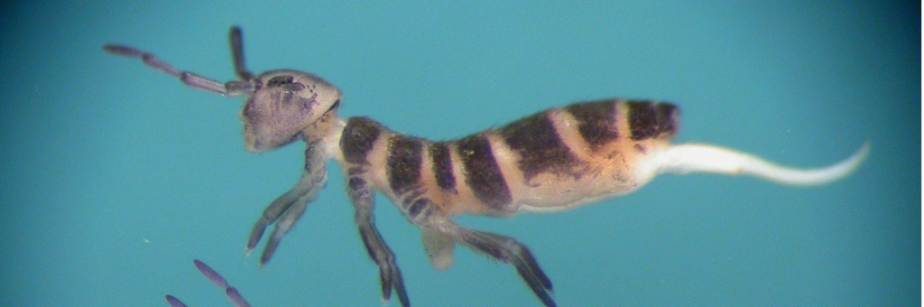 Isotomurus balteatus (Reuter, 1876)