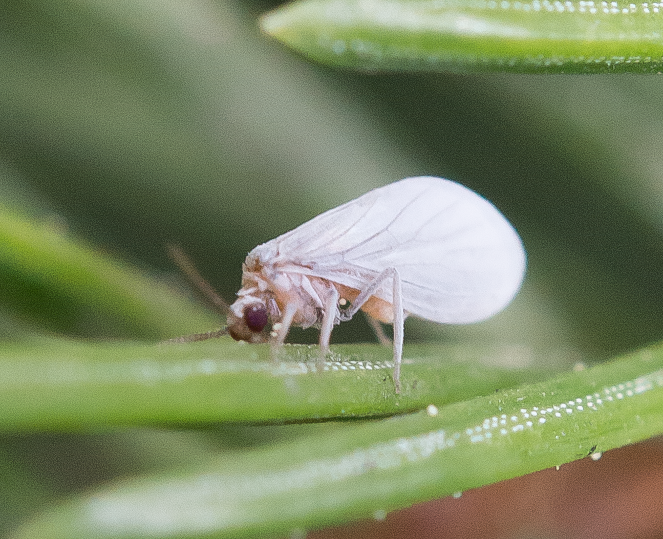 Nettvinger: Coniopteryx.