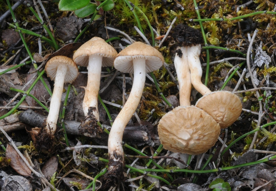 Stilksporesopper: Inocybe appendiculata.