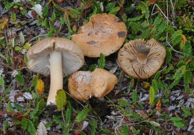 Stilksporesopper: Inocybe canescens.