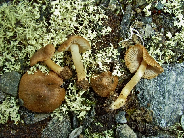 Trevlesopper: Inocybe mixtilioides.