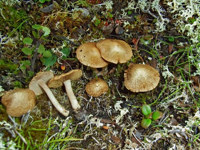 Trevlesopper: Inocybe ochroalba.