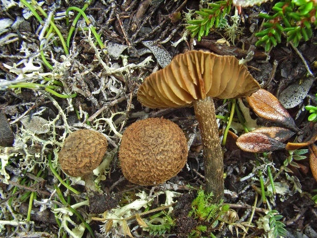 Stilksporesopper: Inosperma subhirsutum.