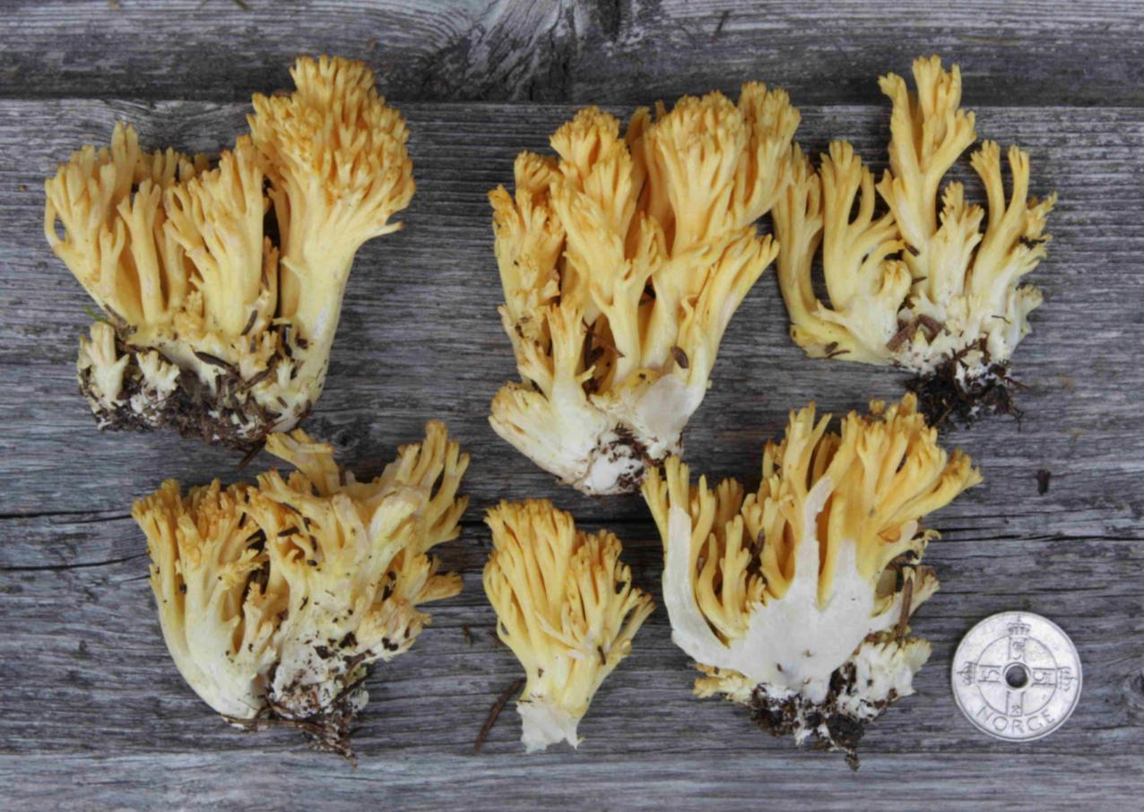 Stilksporesopper: Ramaria flavoides coll.