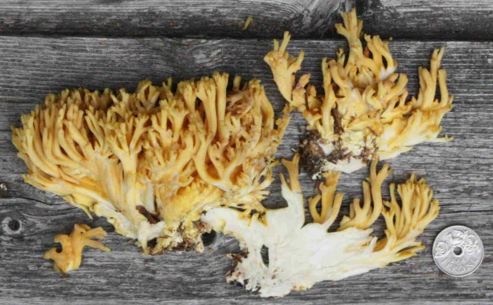 Stilksporesopper: Ramaria flavoides coll.