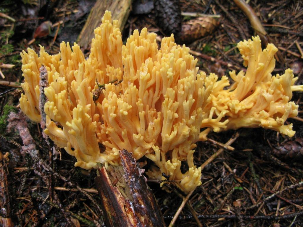 Stilksporesopper: Ramaria flavoides coll.