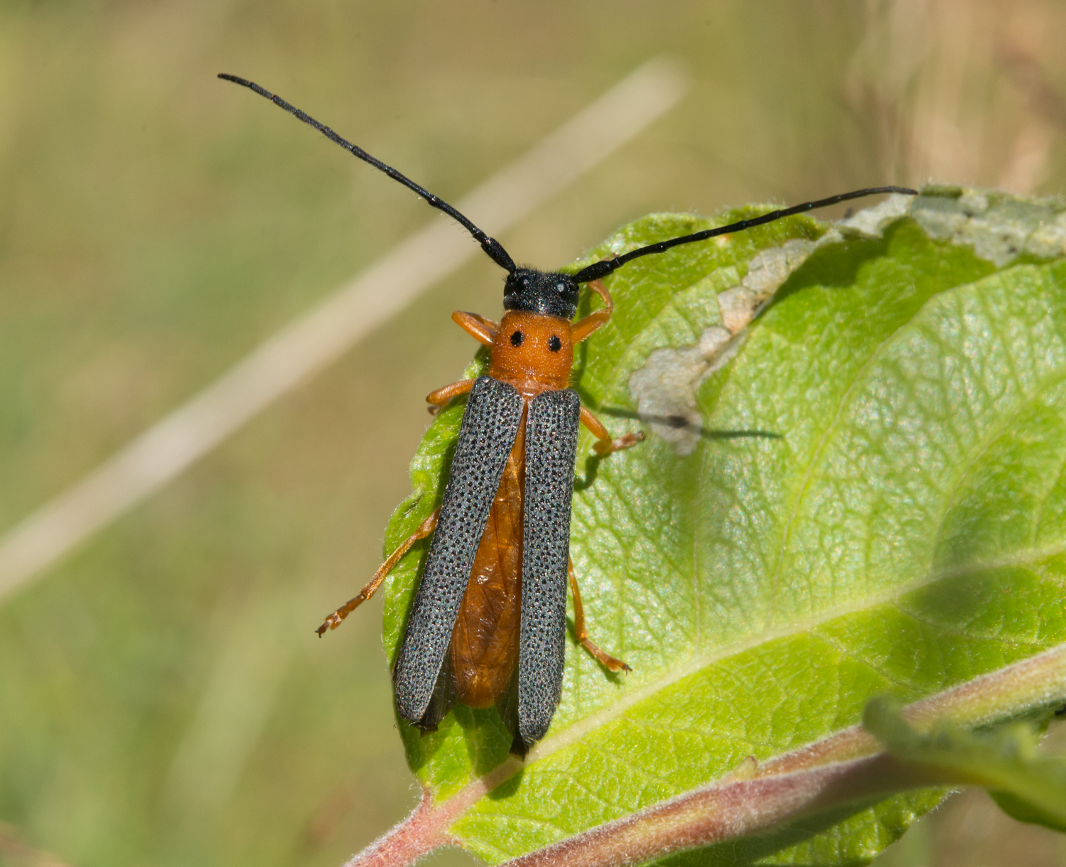 Biller: Oberea oculata.