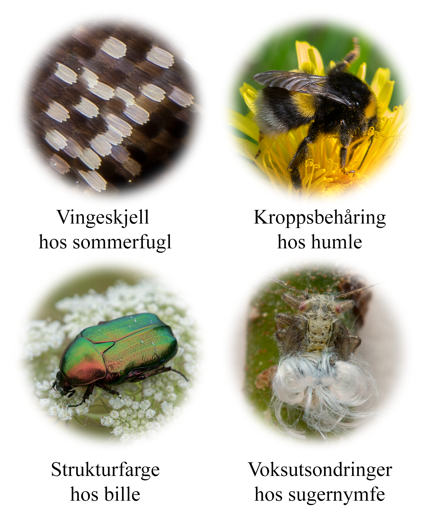 Insekter.