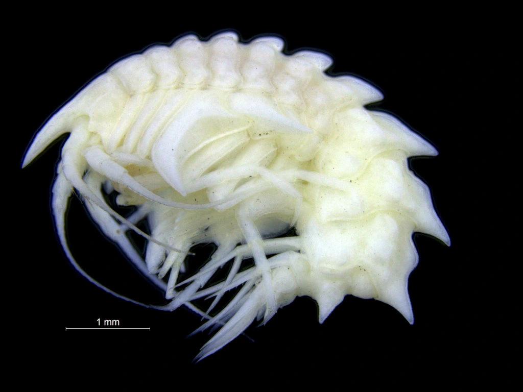 Storkrepser: Epimeria cornigera.