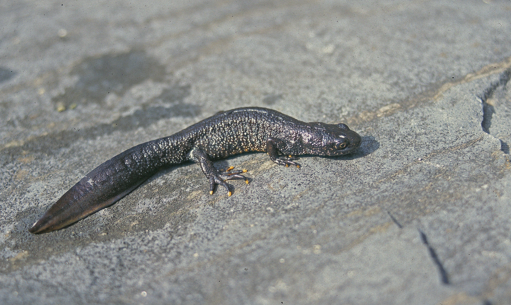 Storsalamander.