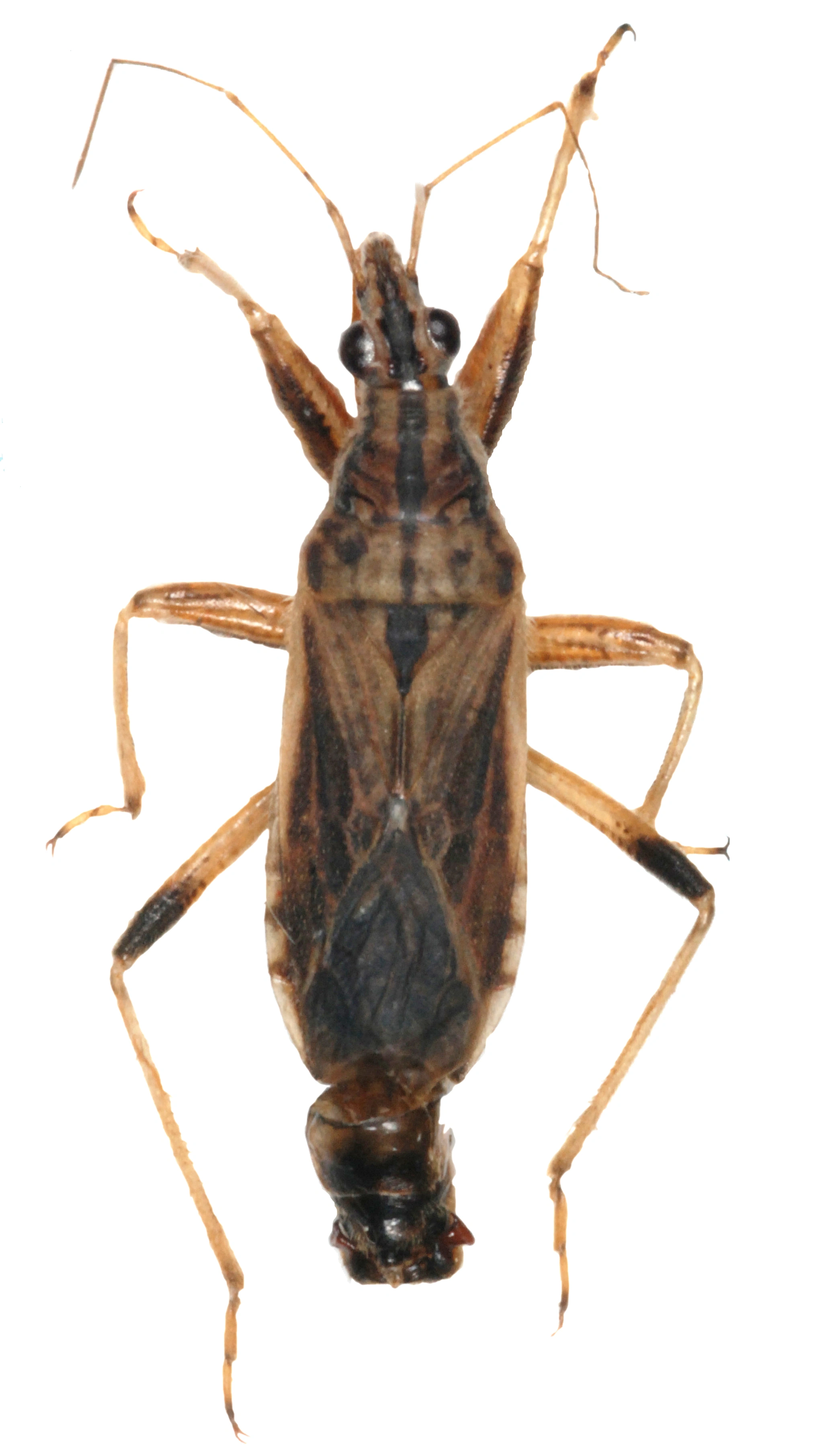 Nebbmunner: Himacerus major.