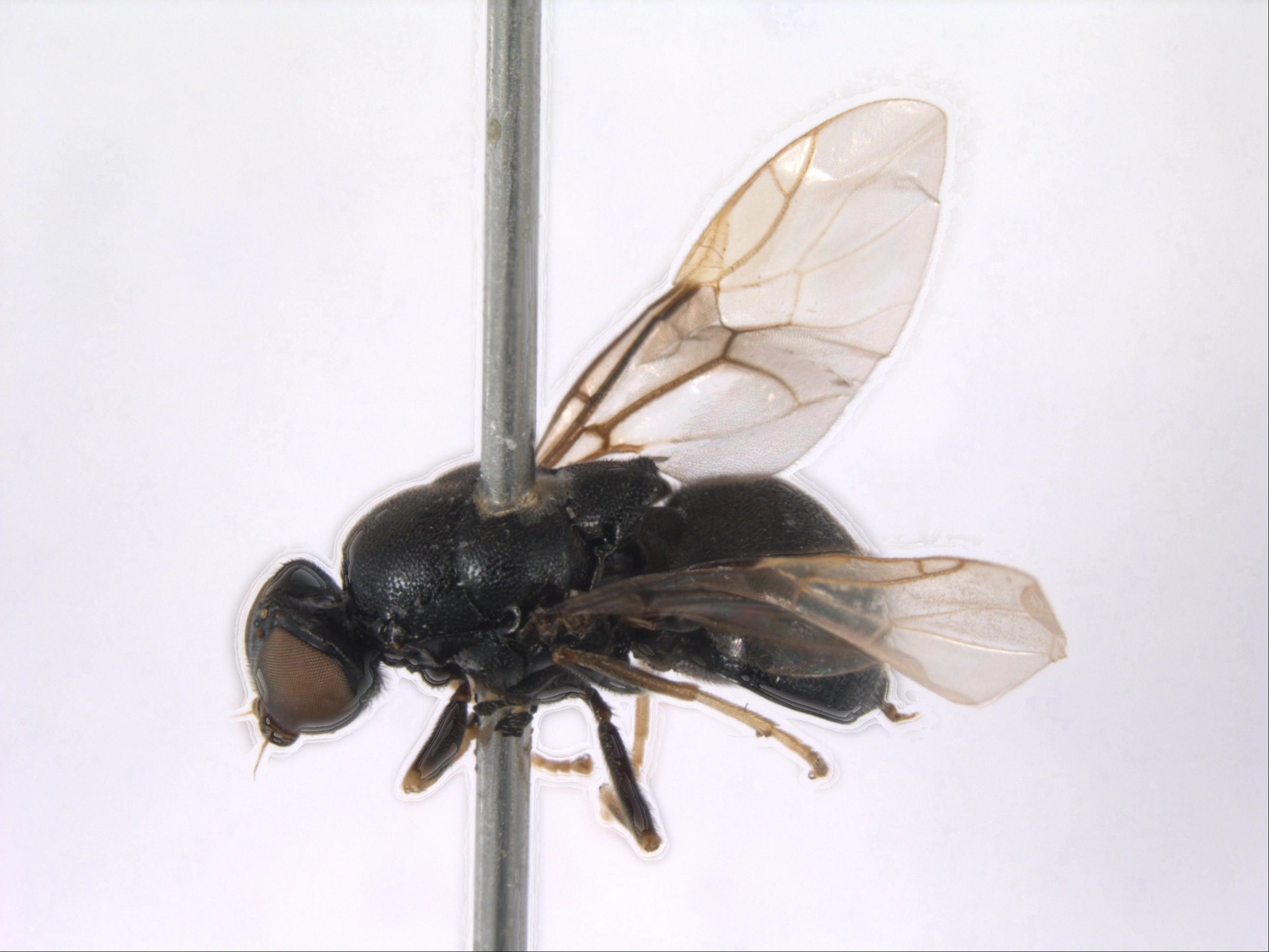 Våpenfluer: Eupachygaster tarsalis.