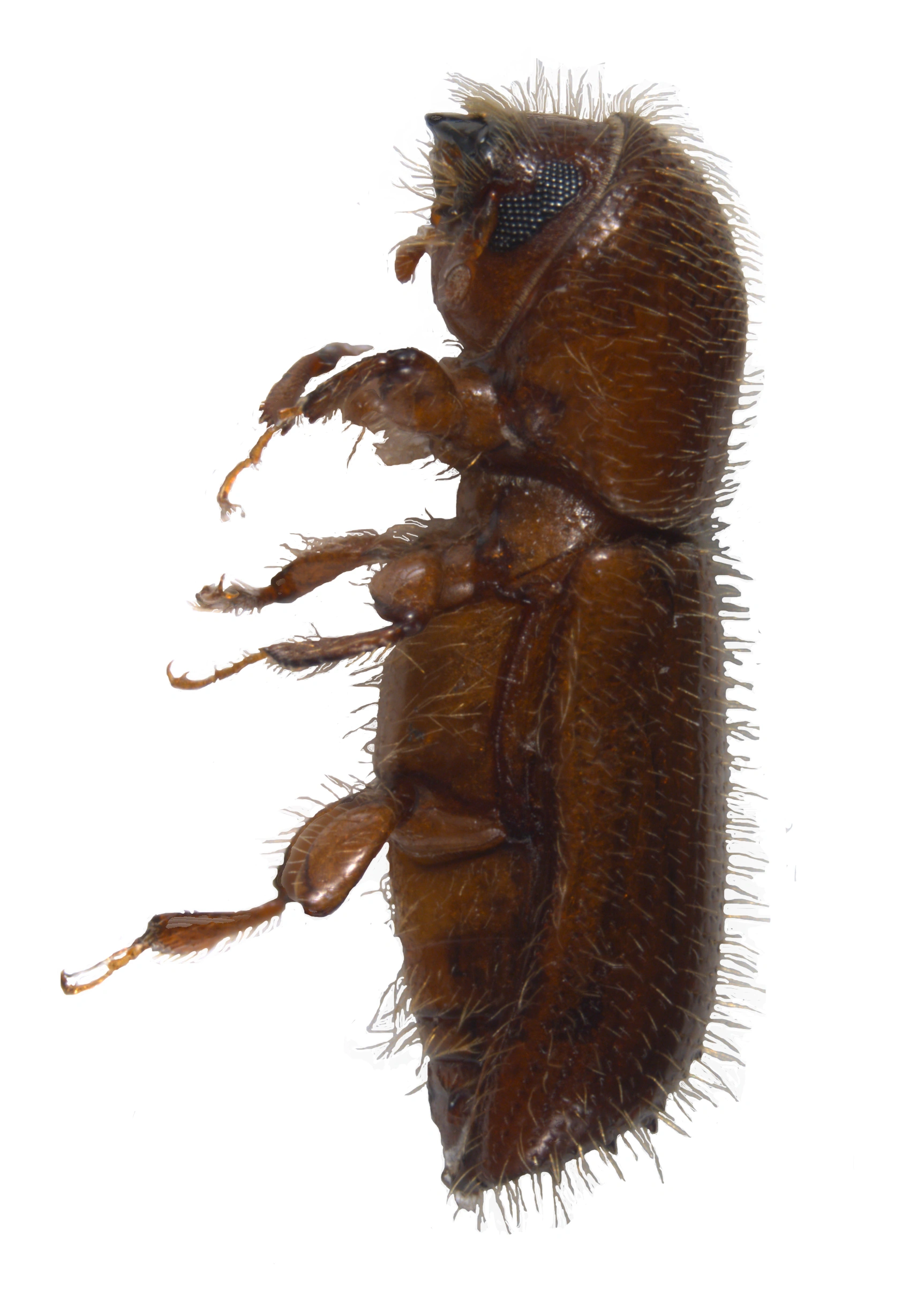 Biller: Xyleborus monographus.