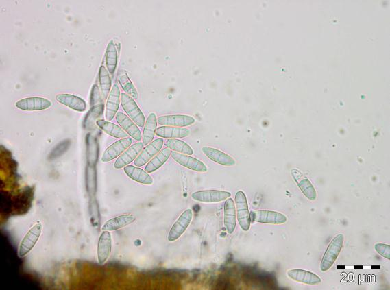 Ekte sekksporesopper: Discostroma fuscellum.