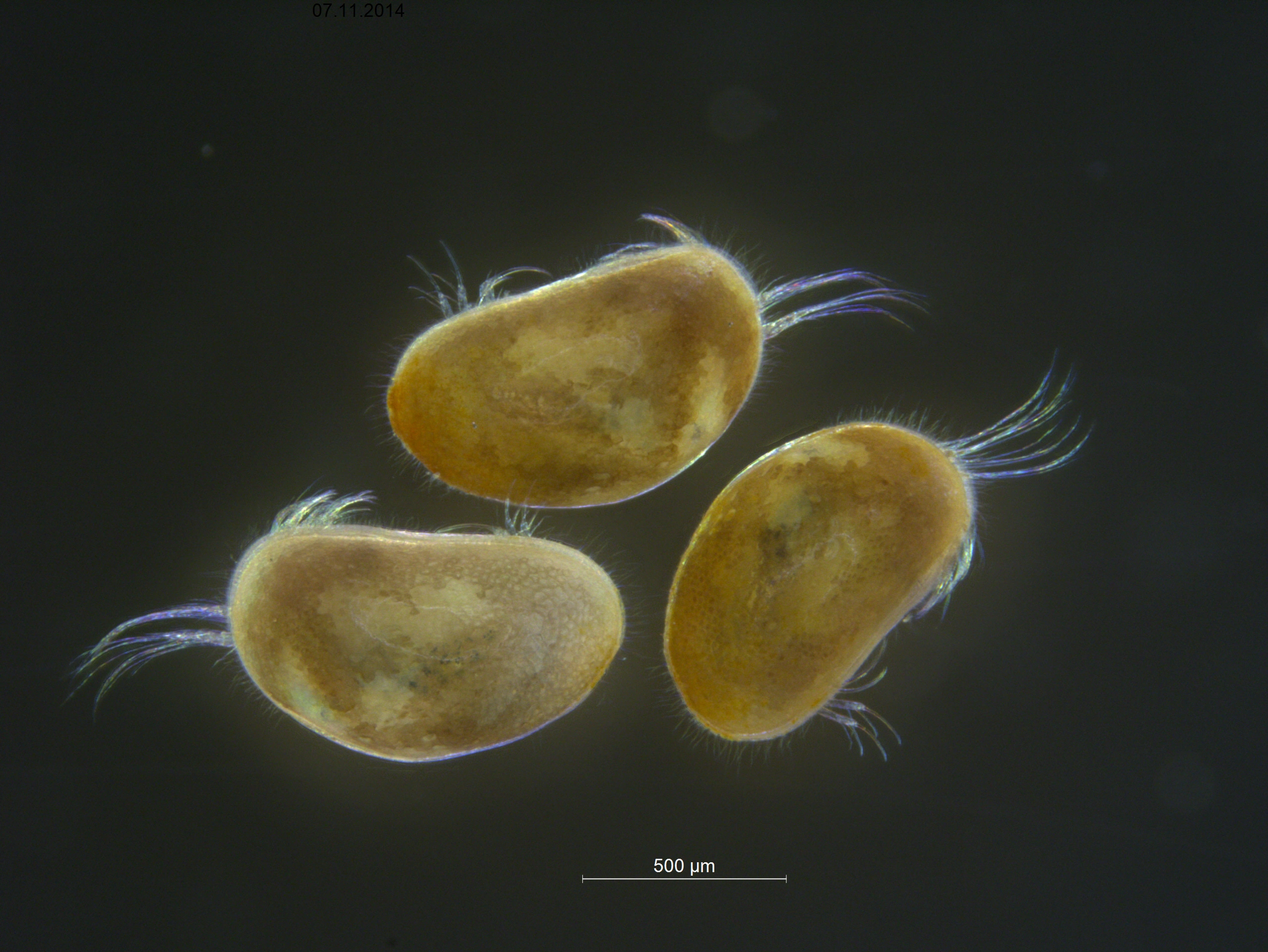 Muslingkreps: Heterocypris salina.