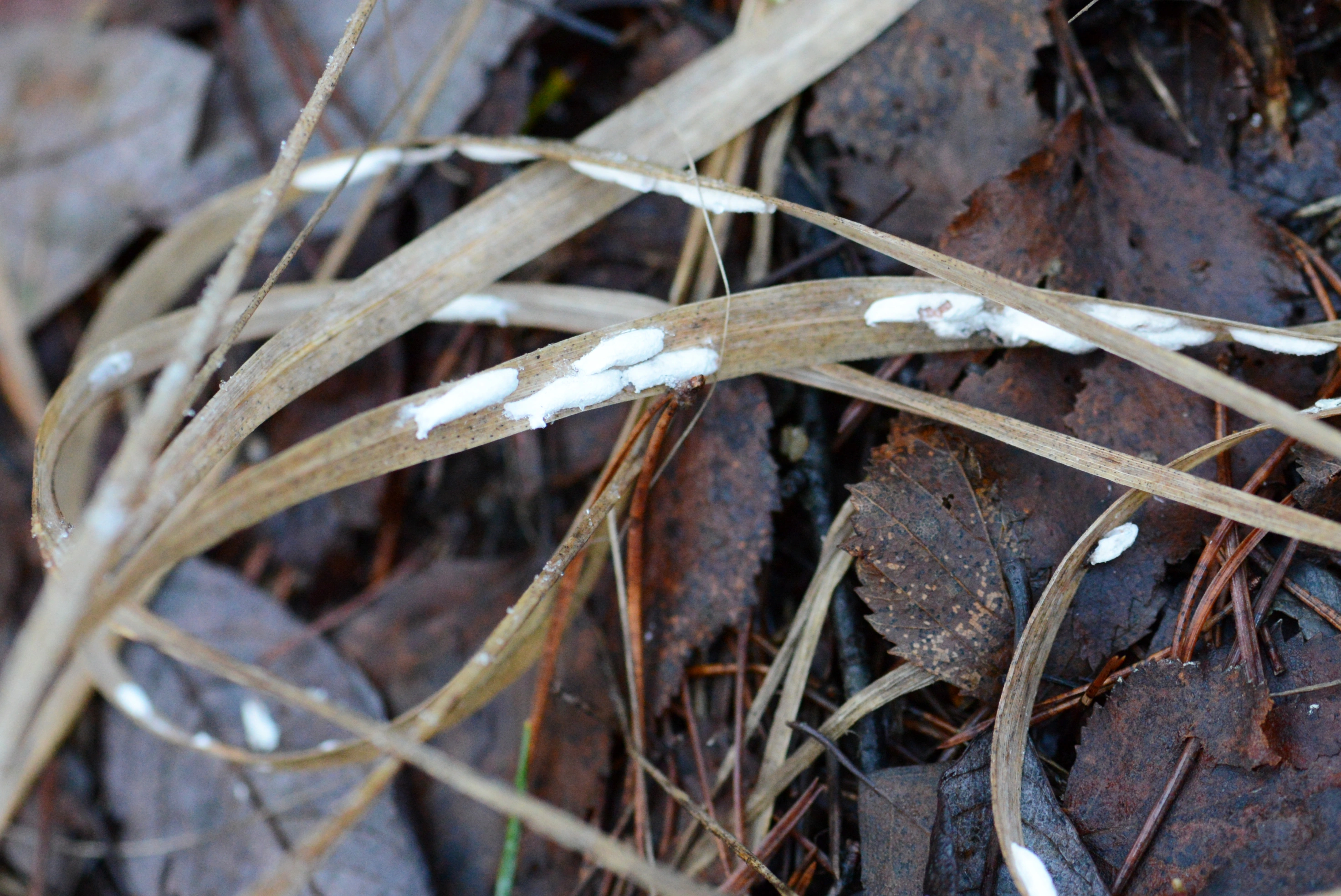 Nebbmunner: Eriopeltis lichtensteini.