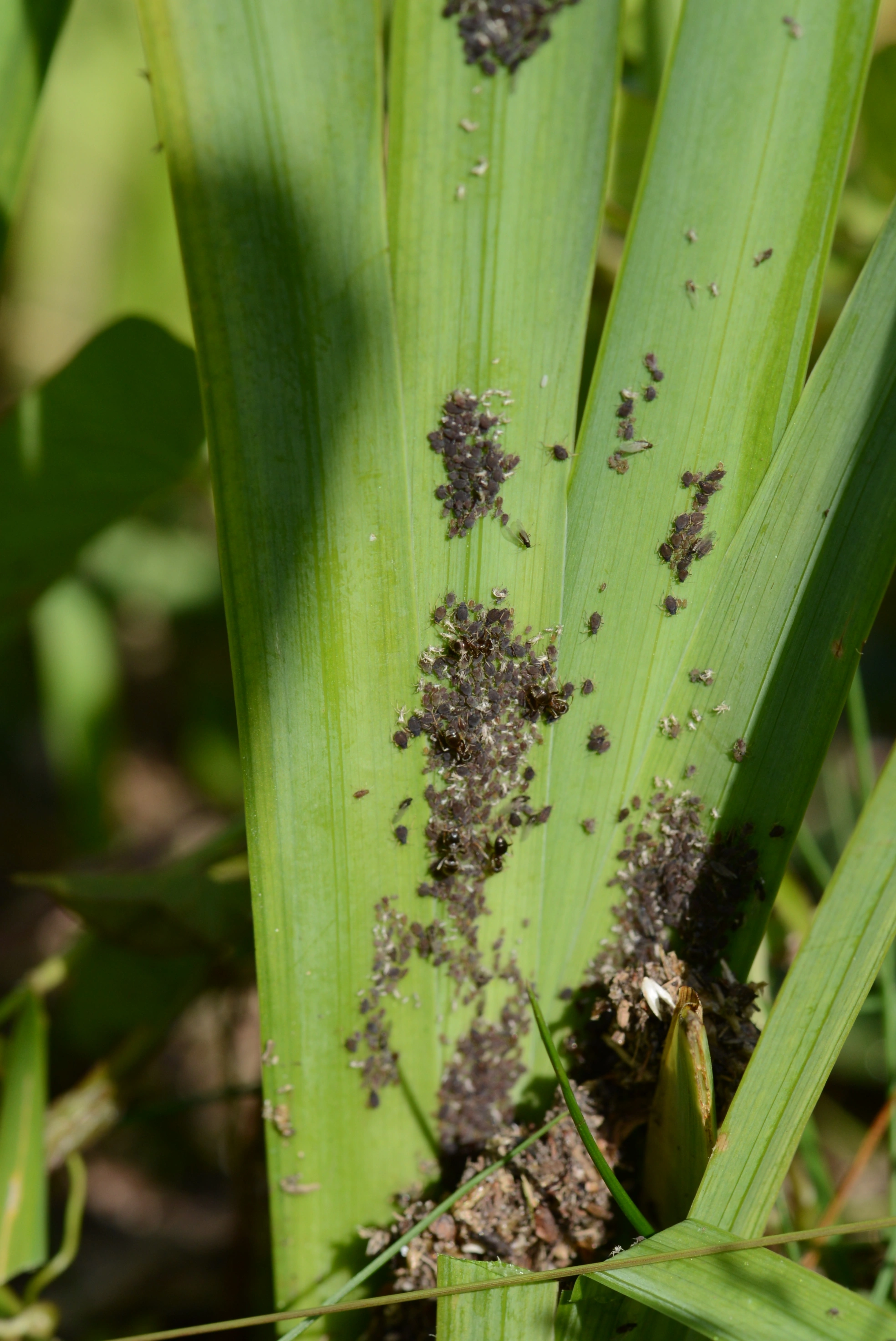 Bladlus: Aphis (Aphis) newtoni.