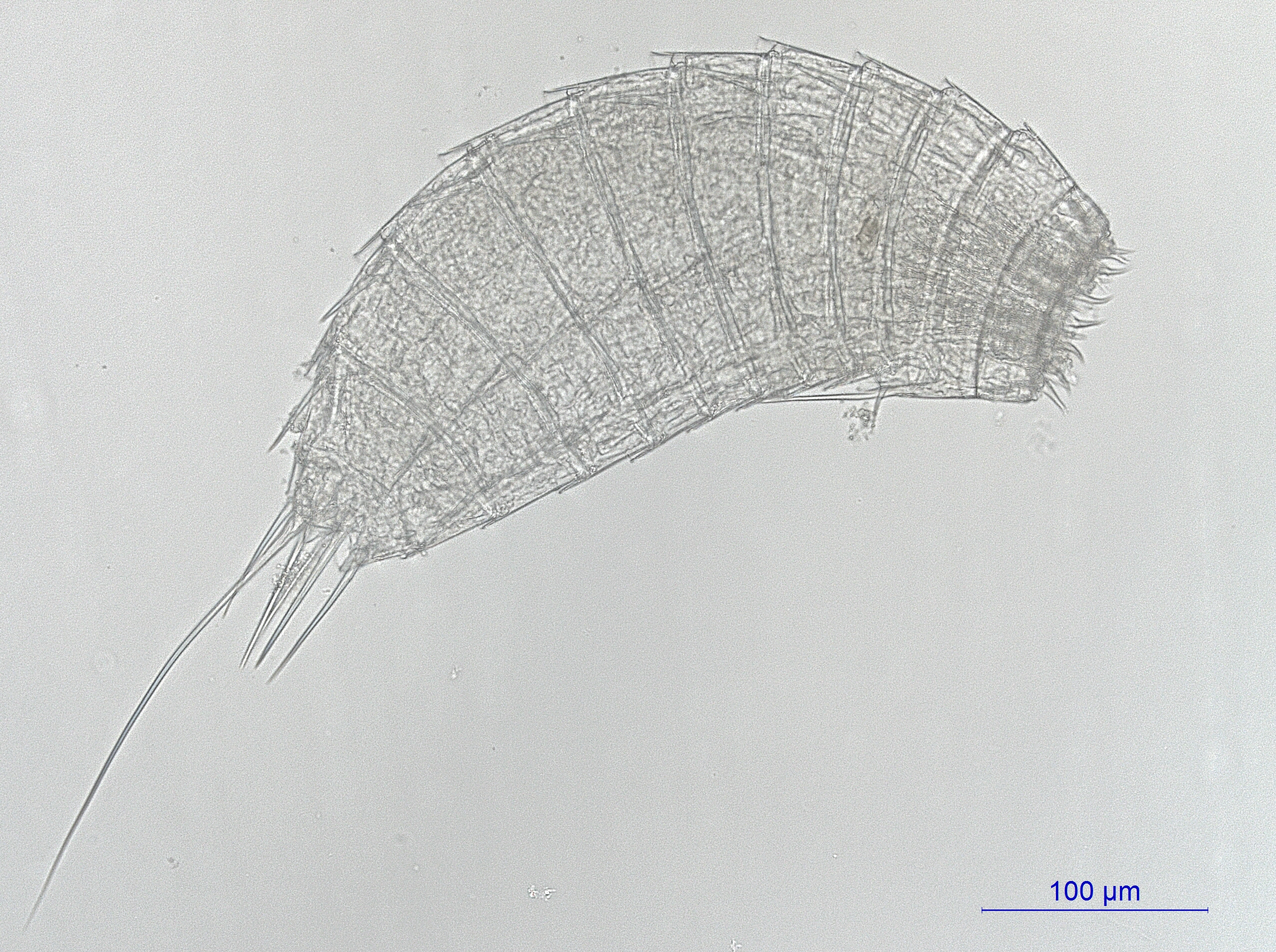 Dyreriket: Centroderes spinosus.