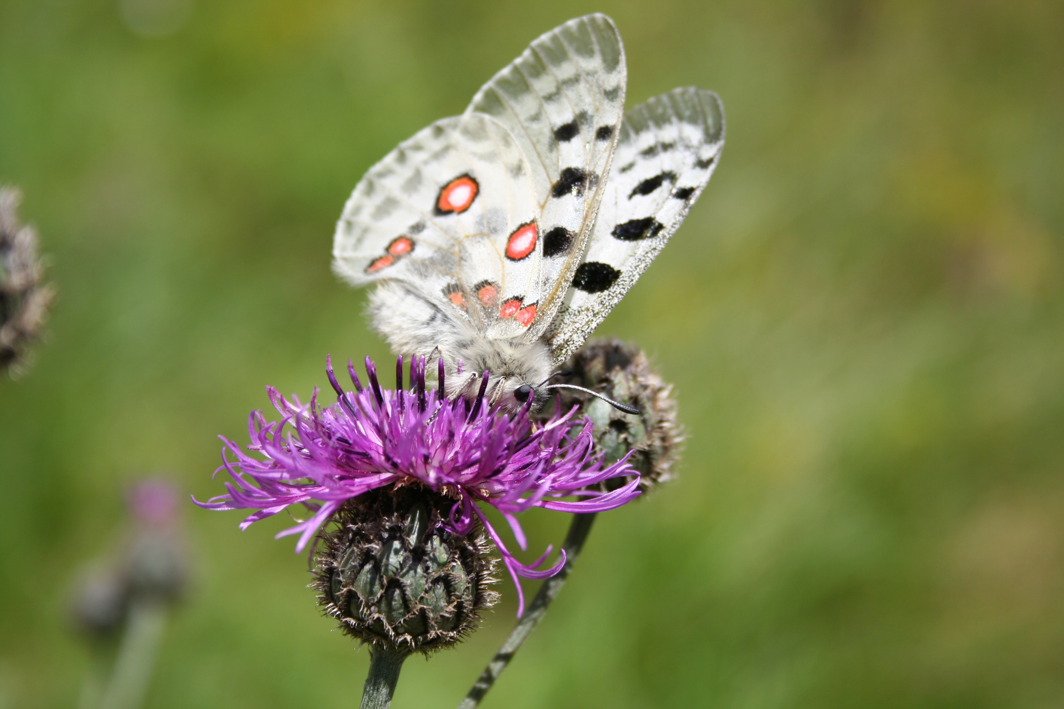 Apollosommerfugl.