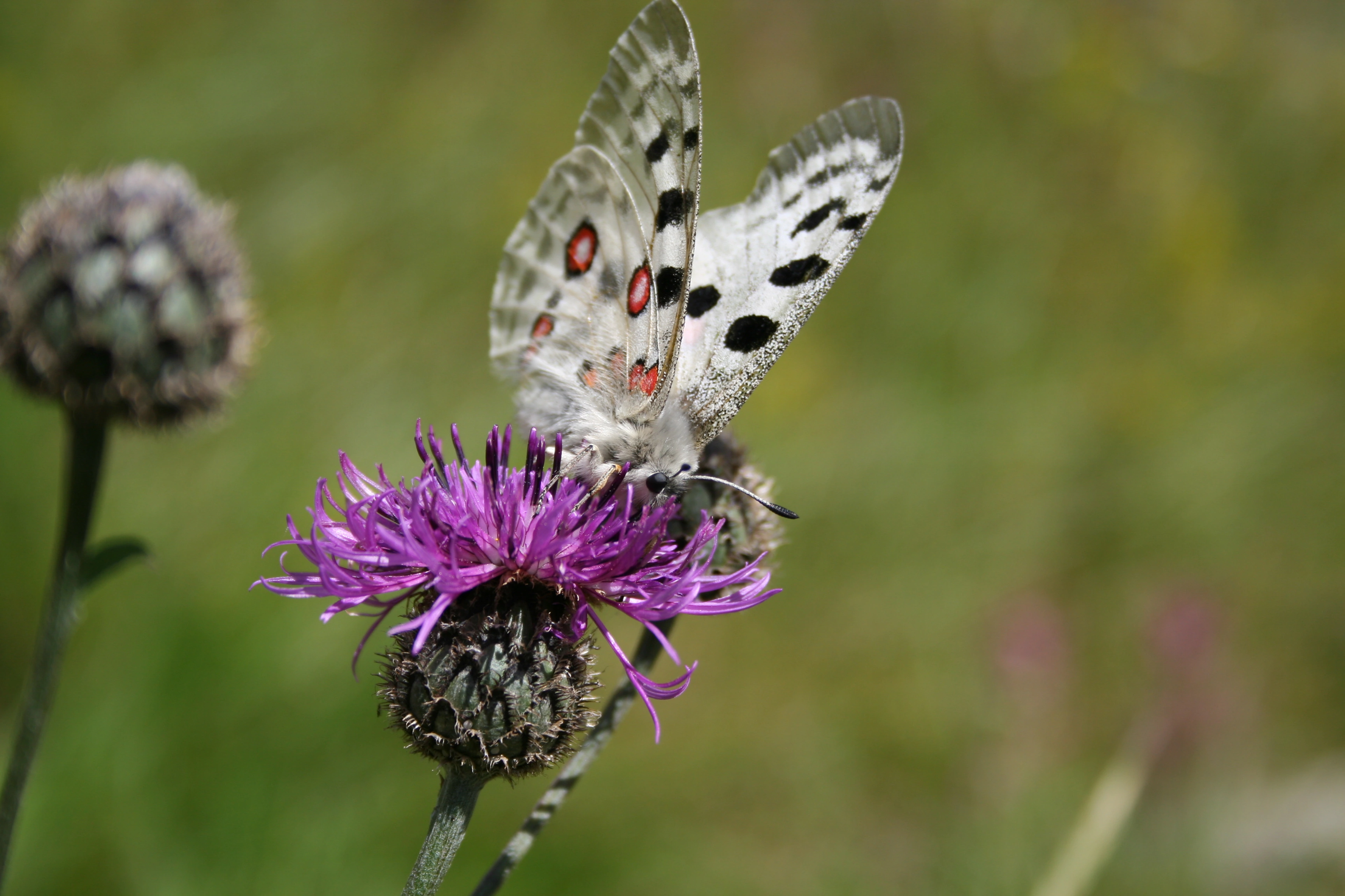 Apollosommerfugl.