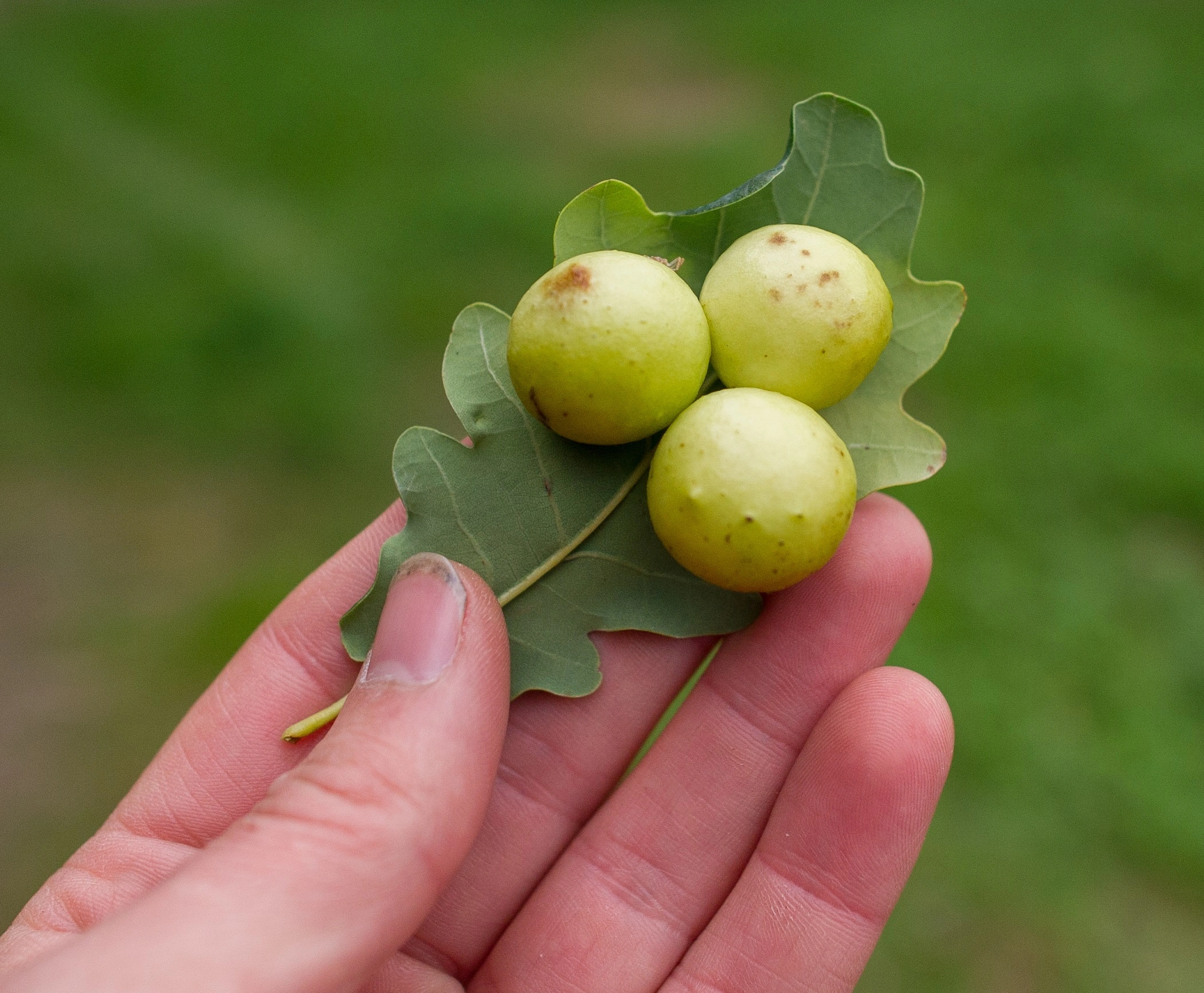 Gallvepser: Cynips quercusfolii.