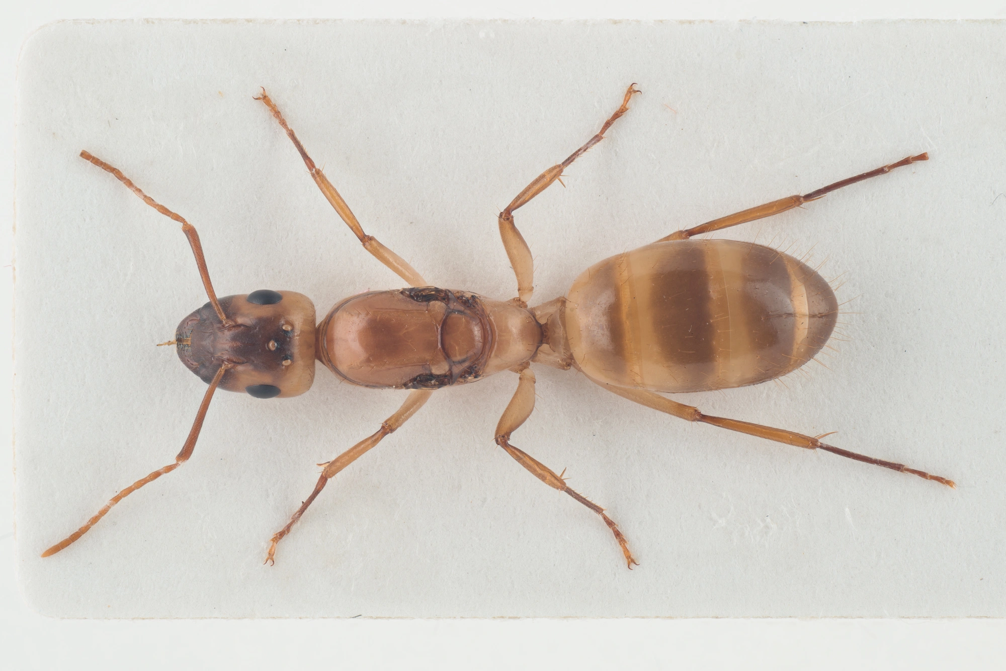 Stokkmaur: Camponotus ustus.