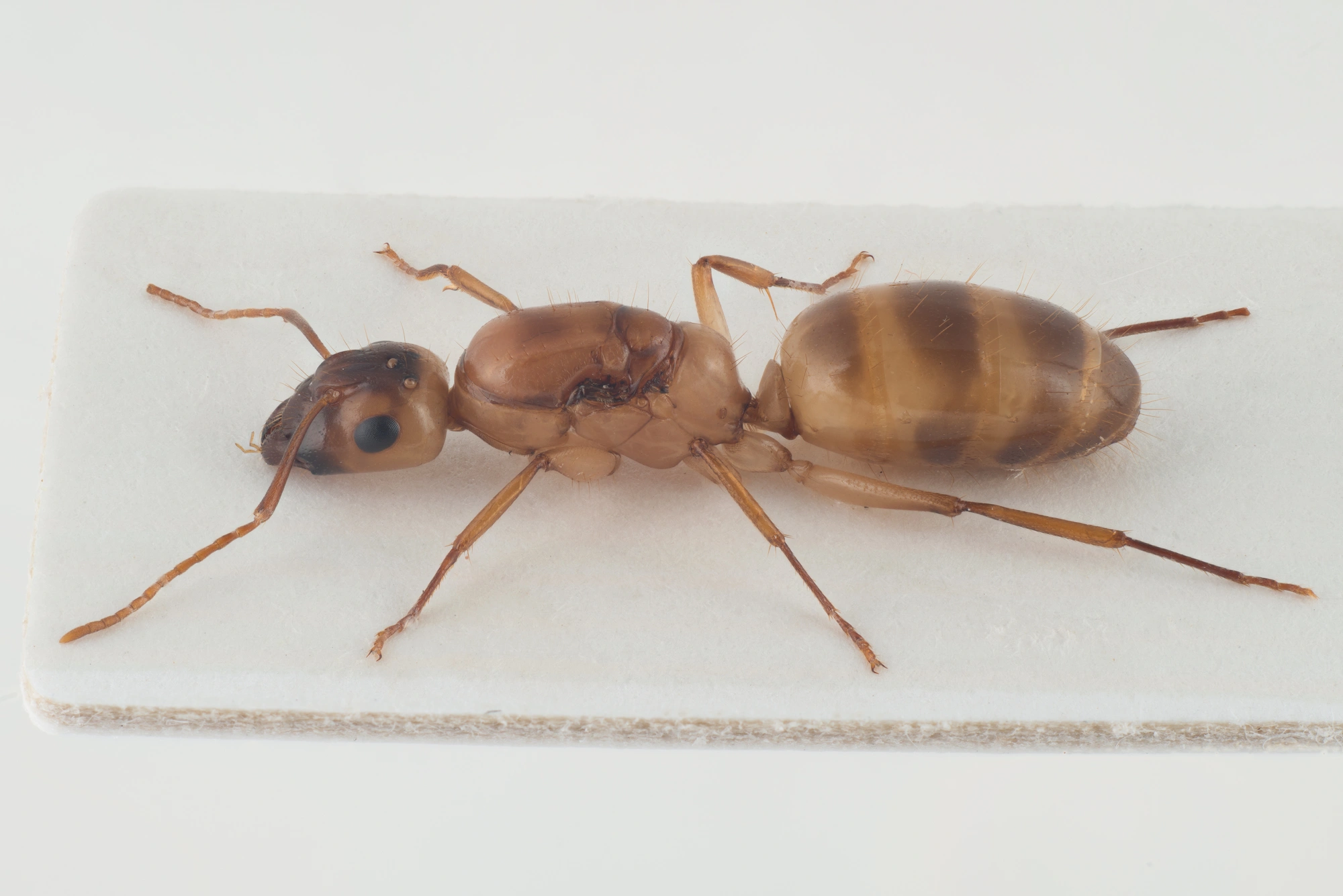 Vepser: Camponotus ustus.