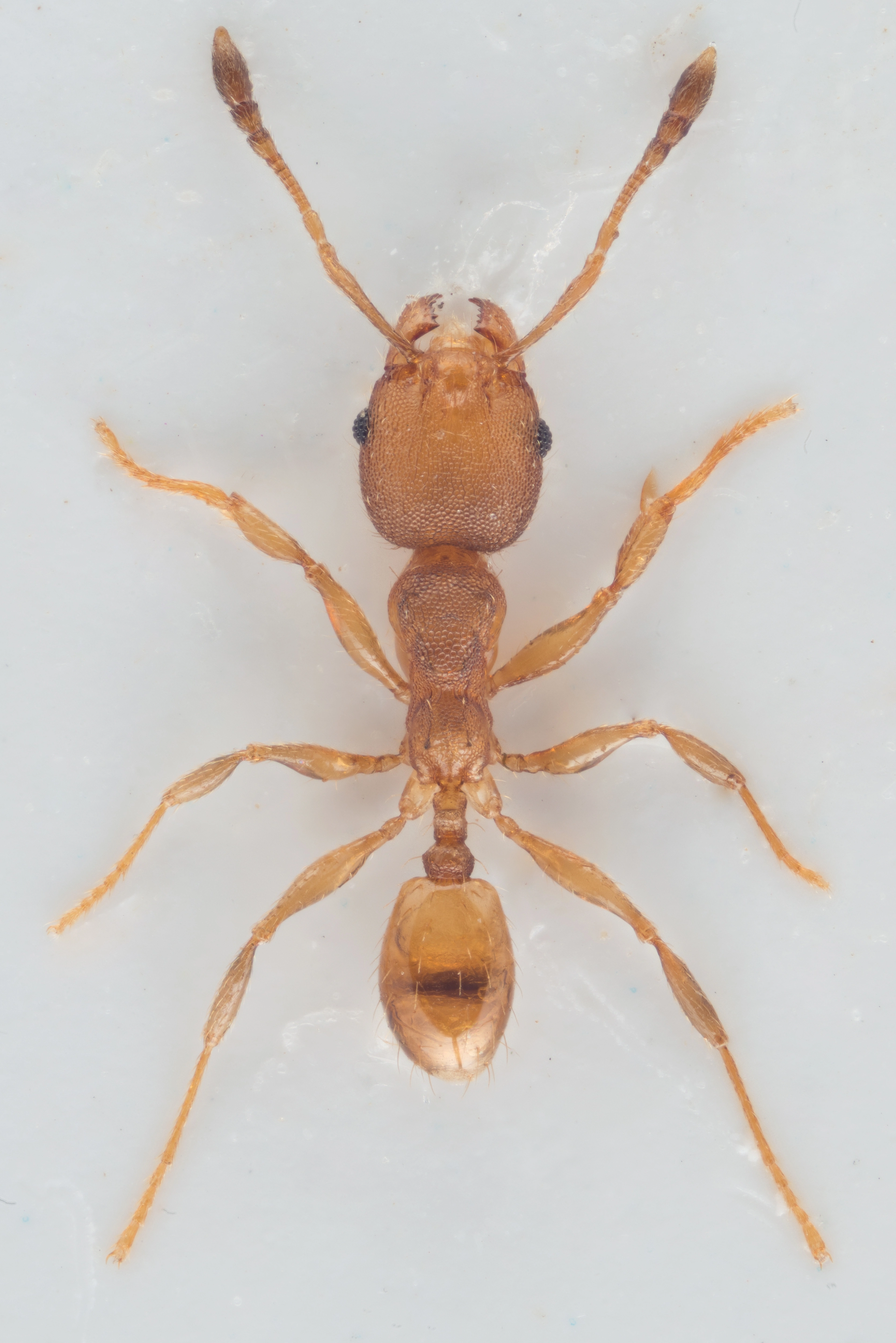 Broddmaur: Pheidole.