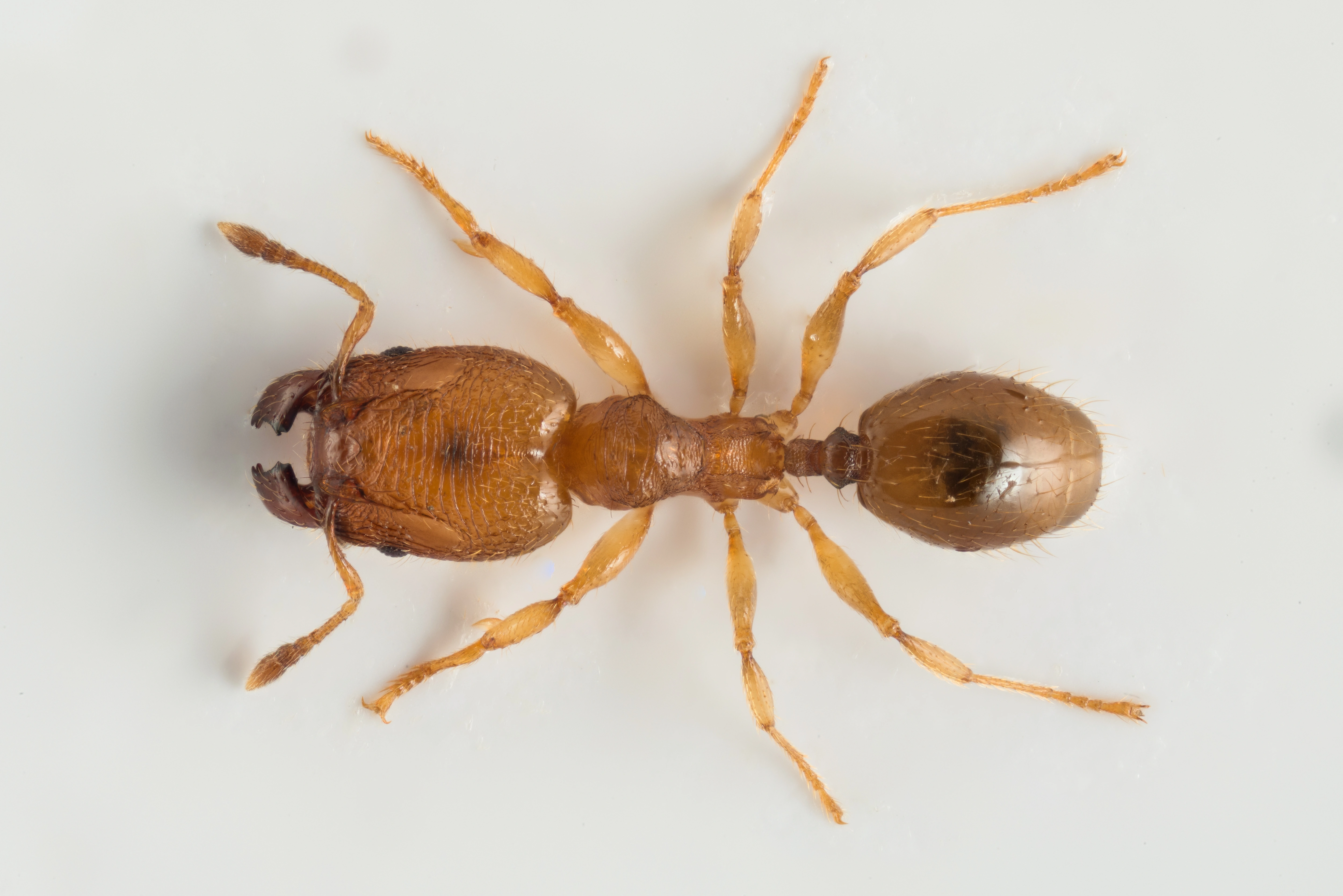 Broddmaur: Pheidole.