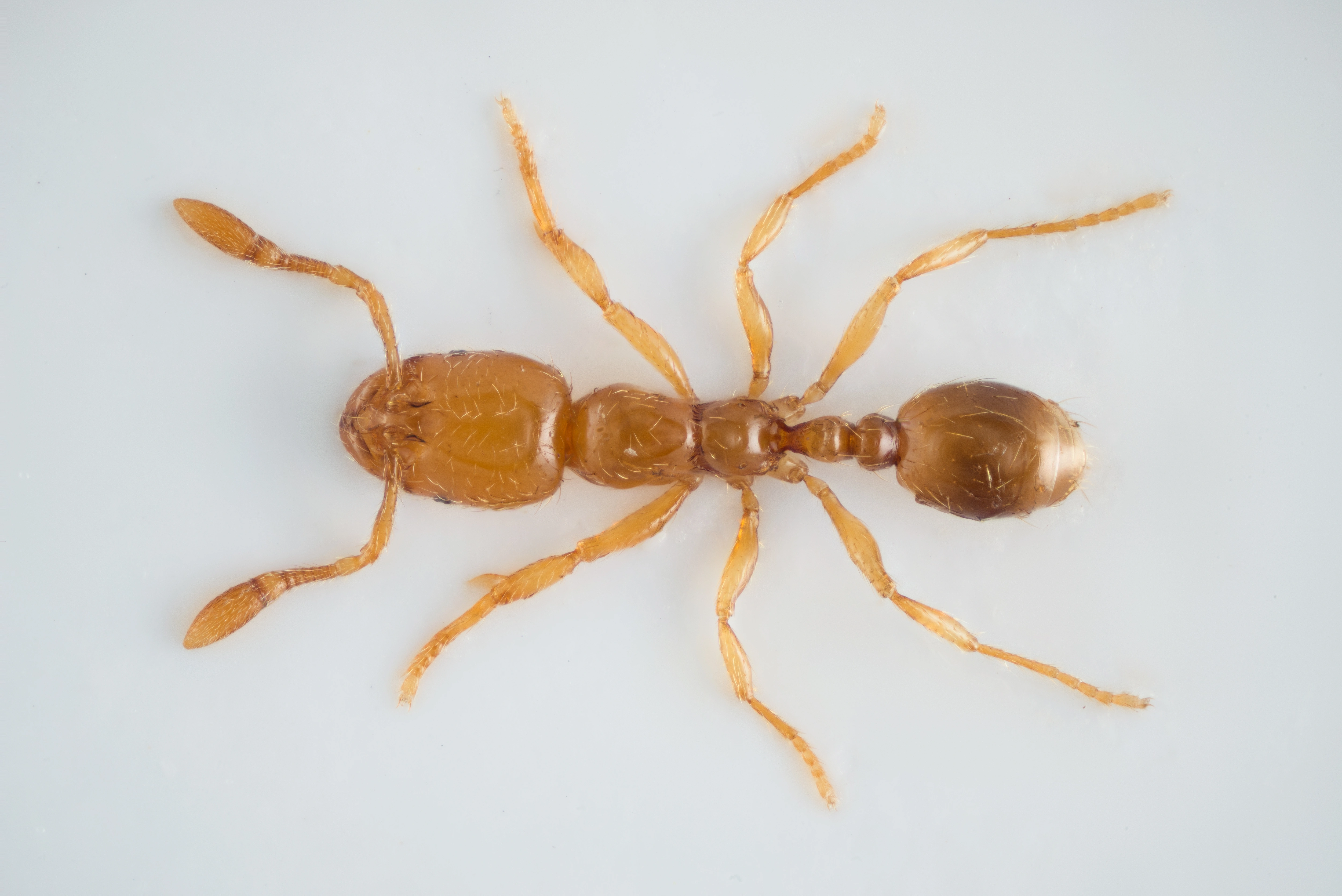 Broddmaur: Solenopsis sp.