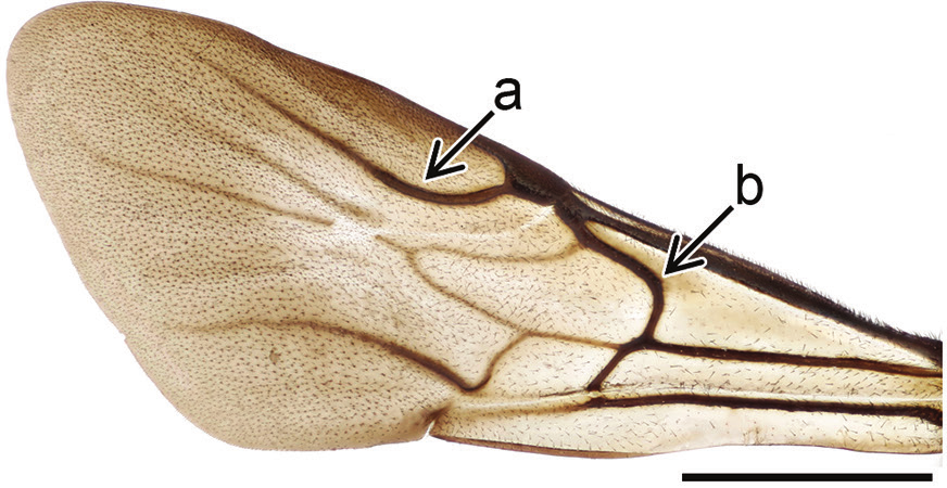 Vepser: Holopyga generosa.