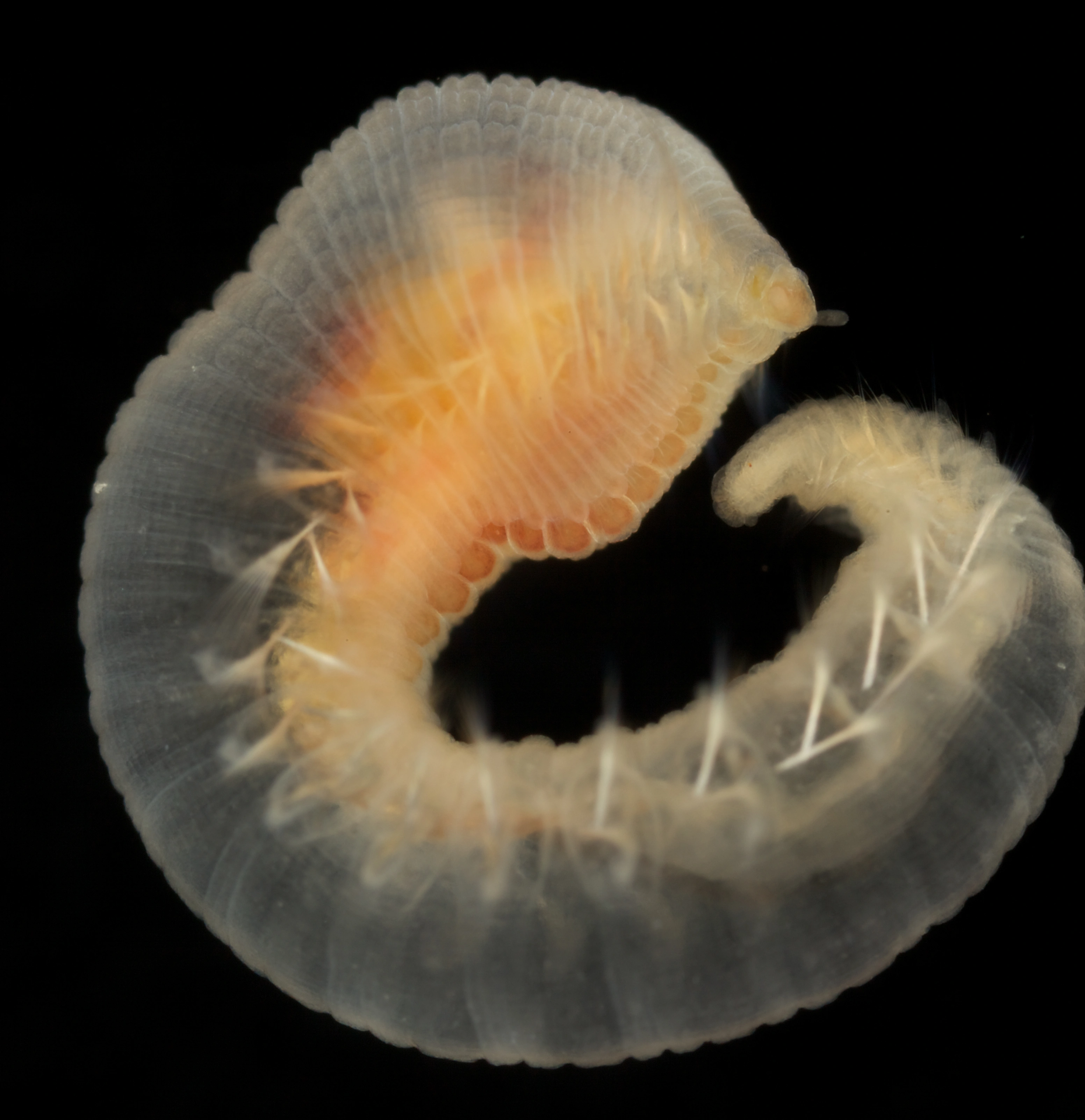 Leddormer: Pseudoscalibregma parvum.