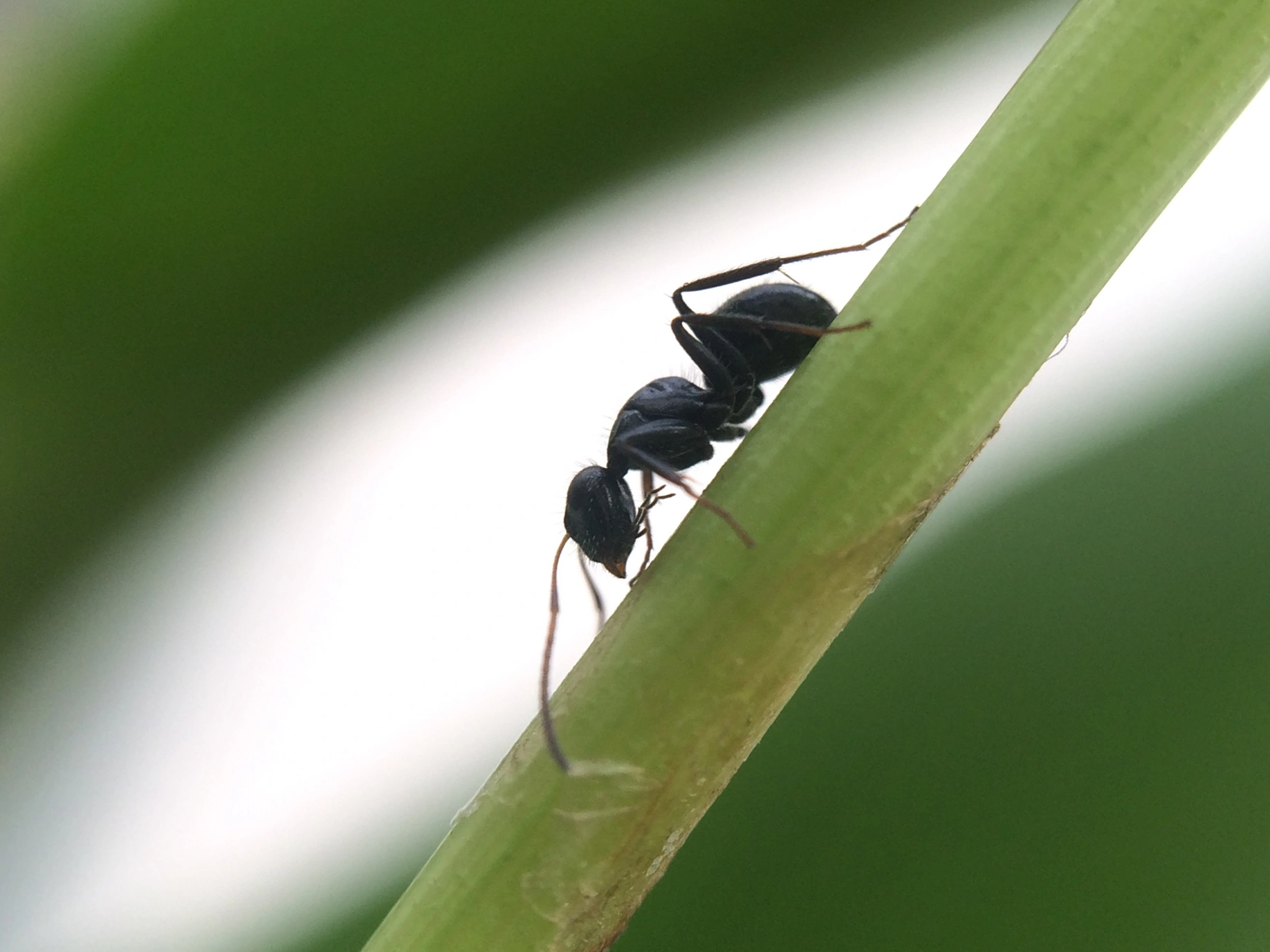 Stokkmaur: Camponotus brevis.