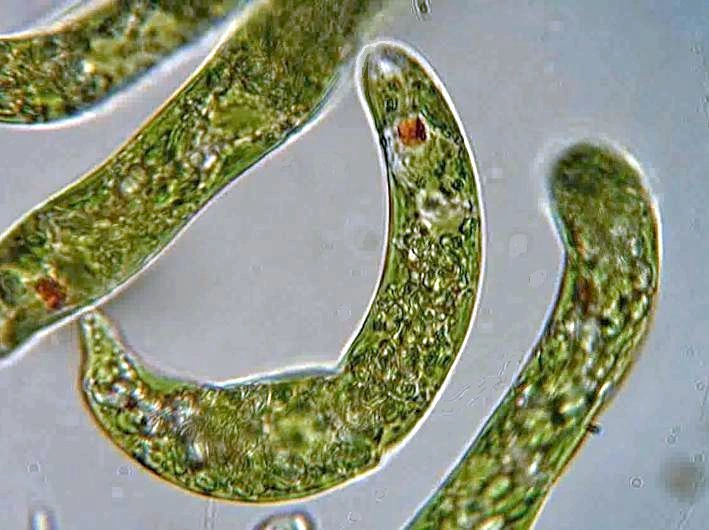 Protistriket: Euglena.