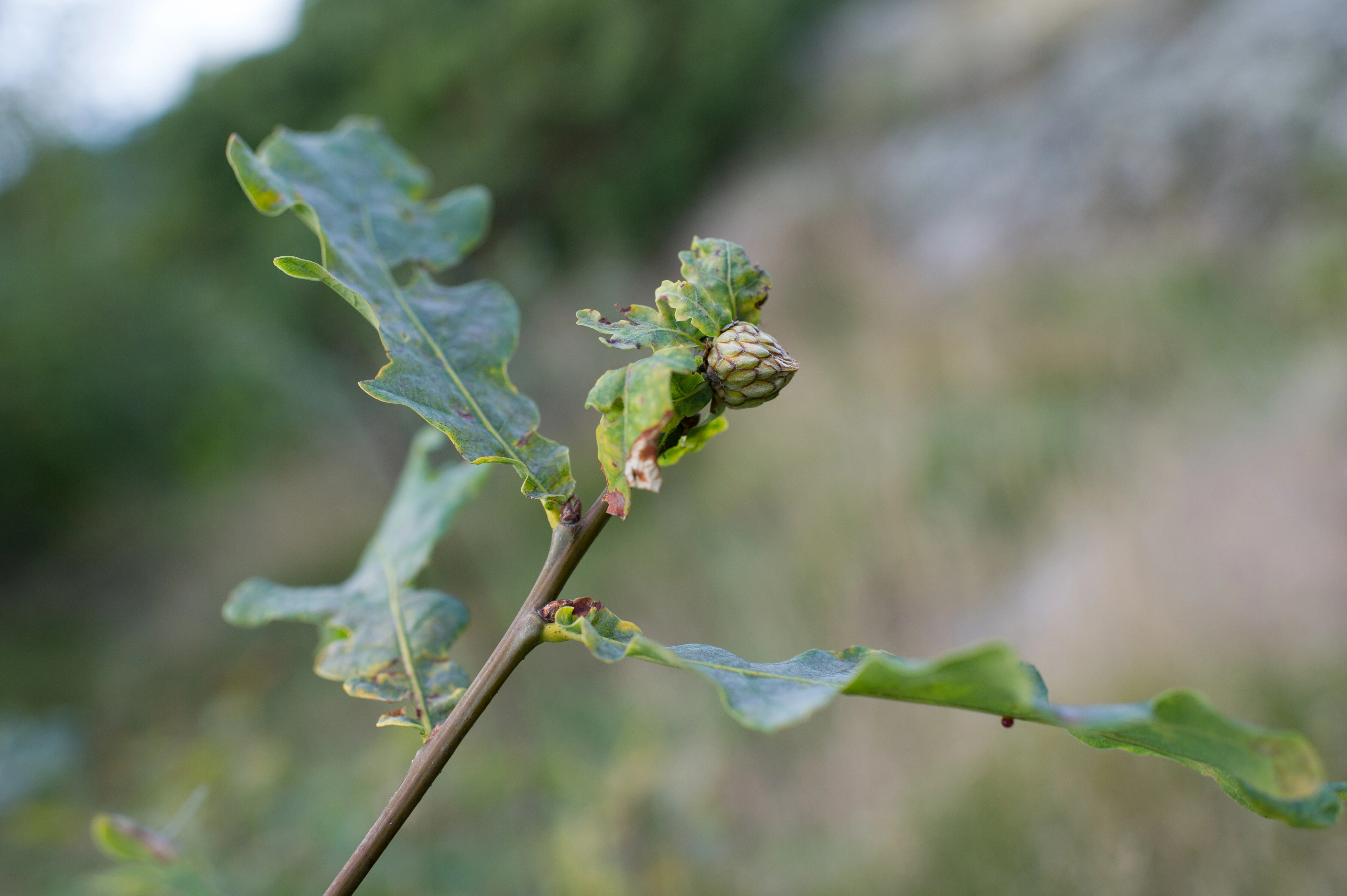 Vepser: Andricus foecundatrix.