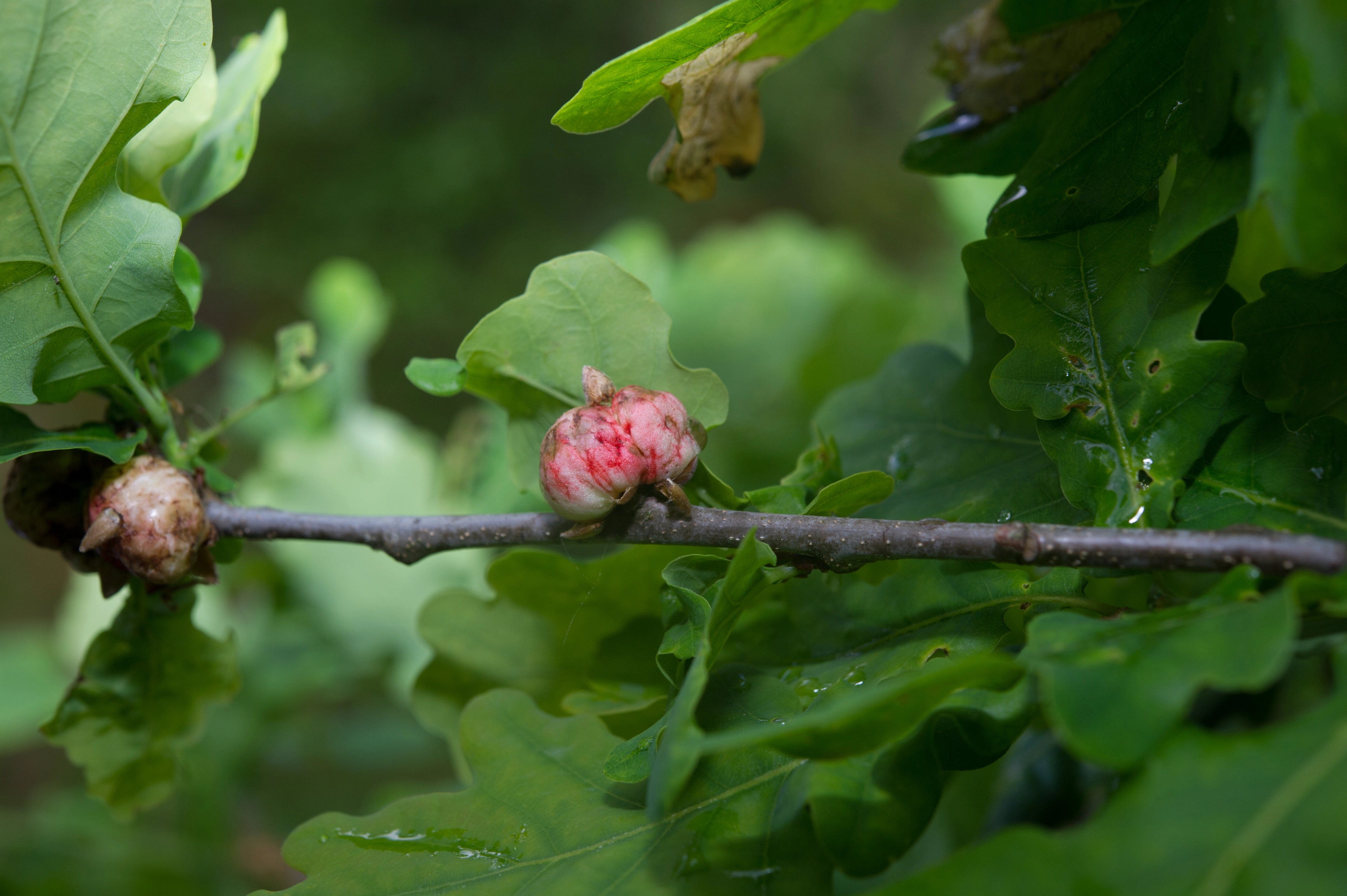 Gallvepser: Biorhiza pallida.