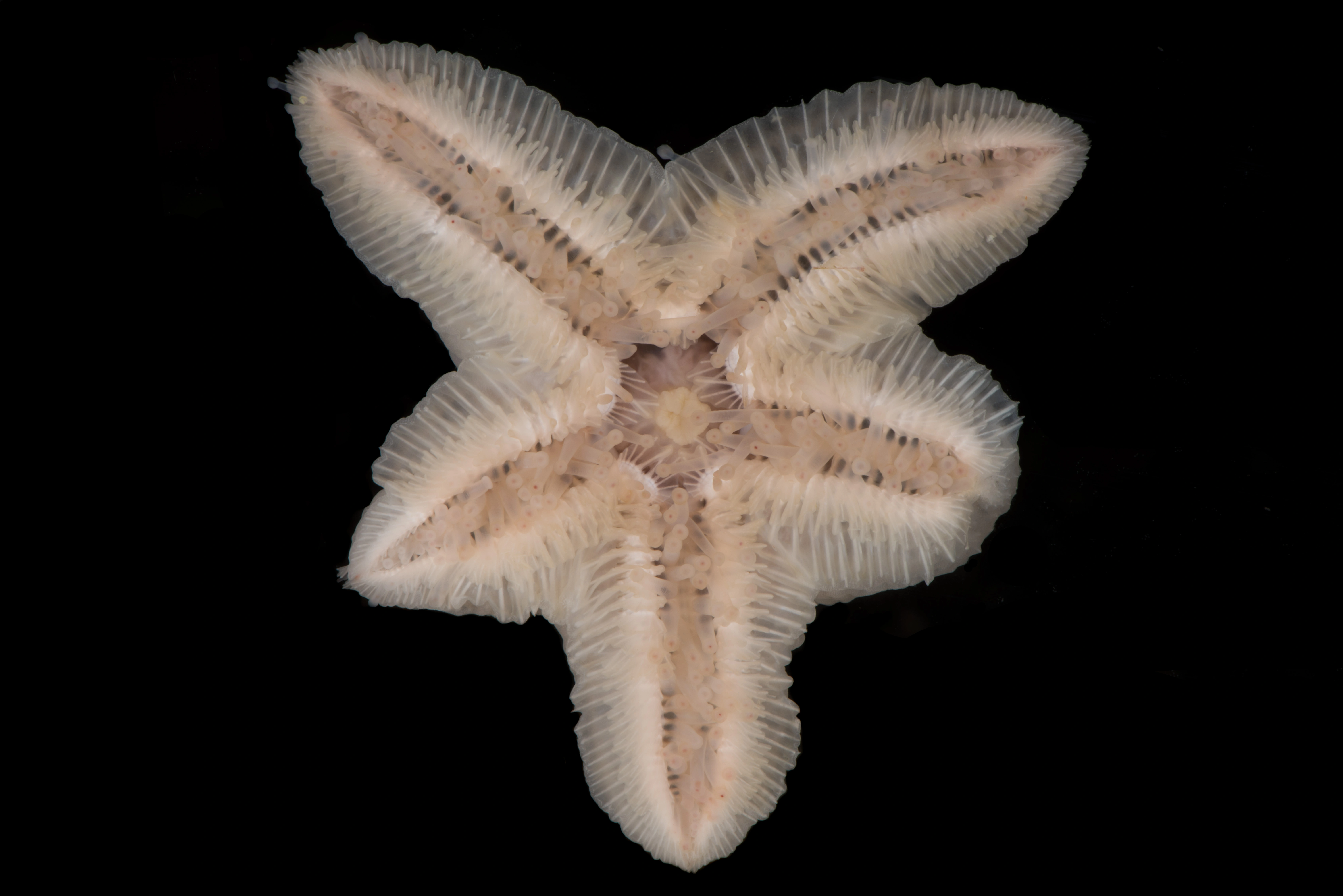 Pigghuder: Pteraster militaris.