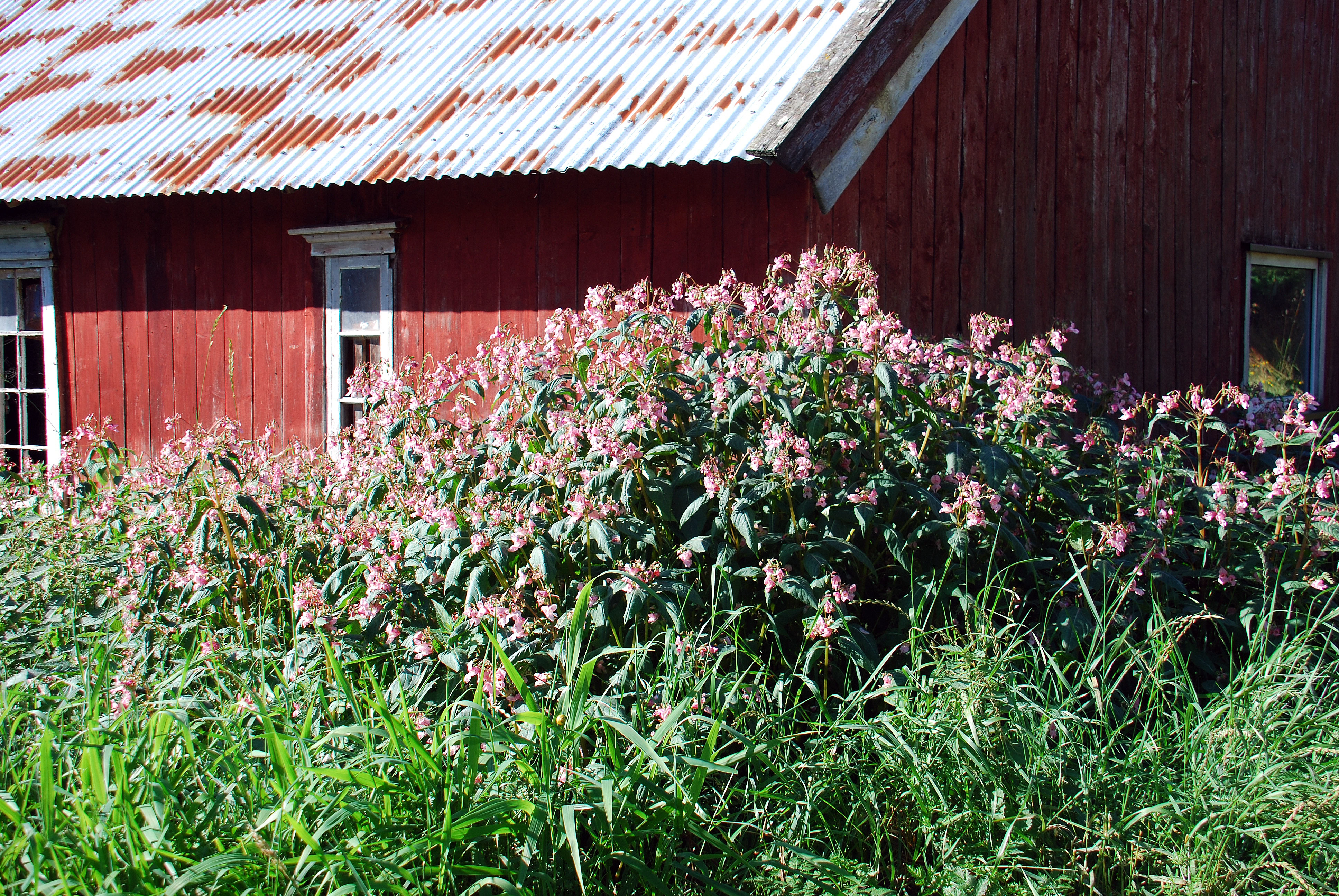 Kjempespringfrø.