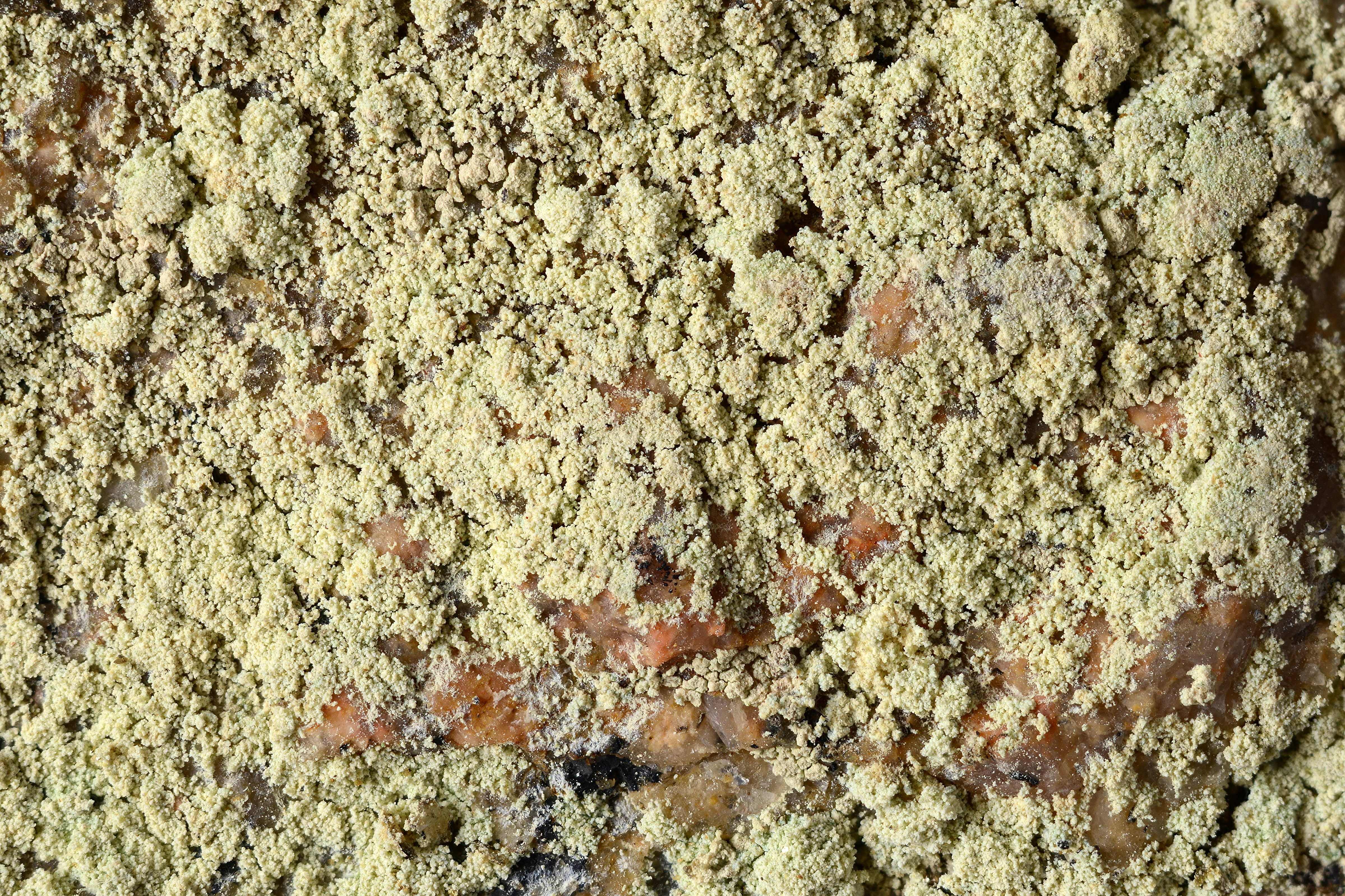 Kantlaver: Lecanora orosthea.