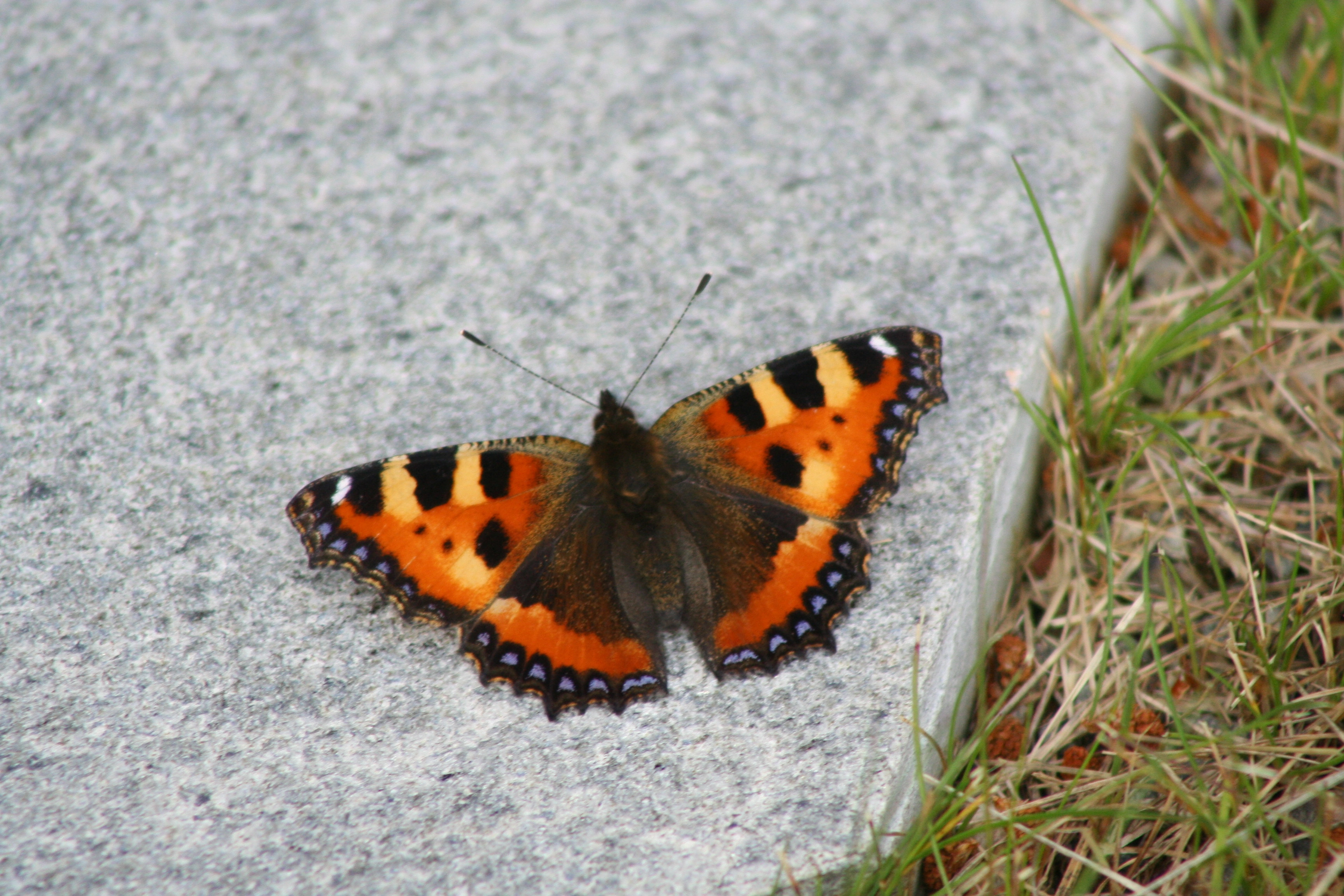 Neslesommerfugl.