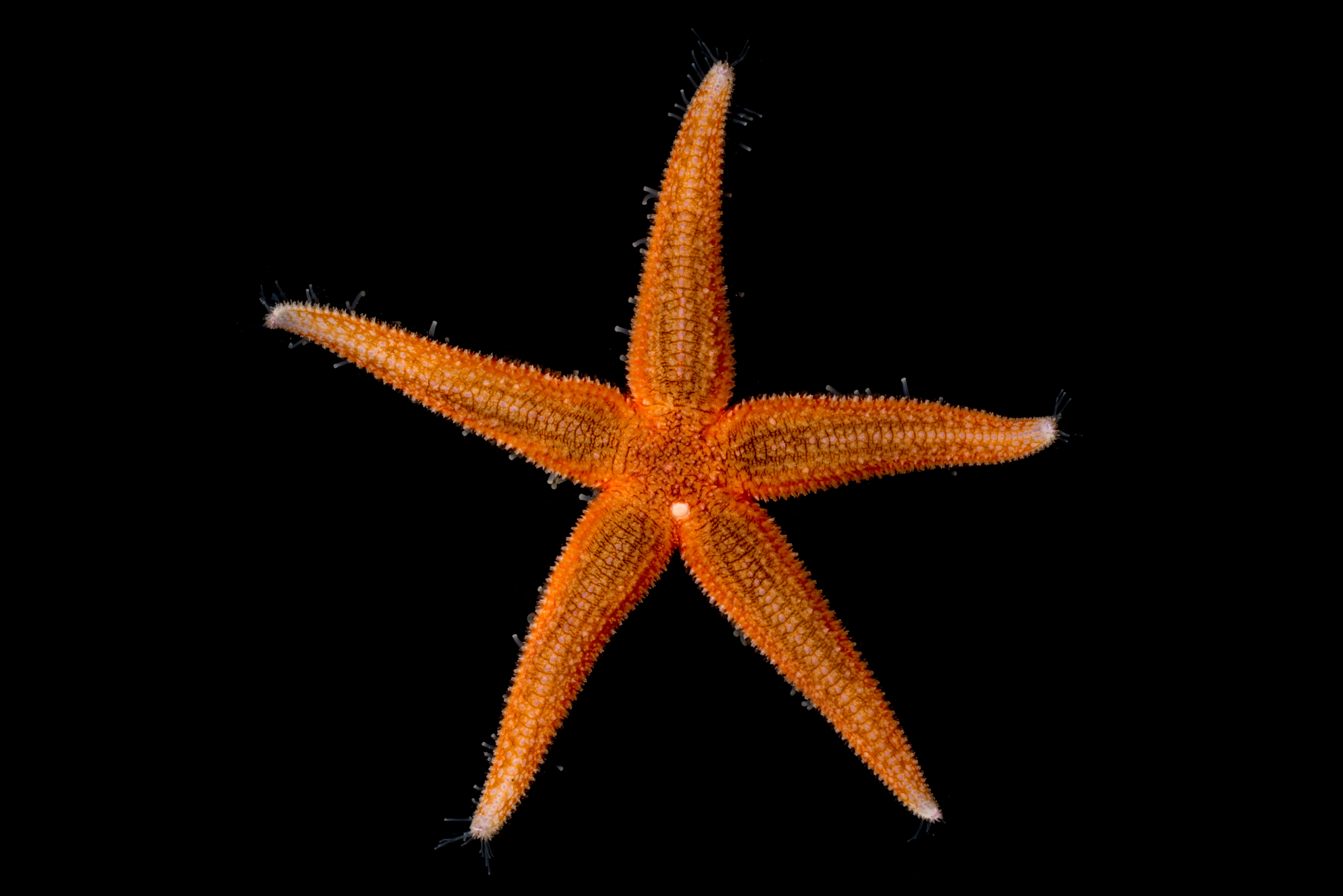 : Asterias rubens.