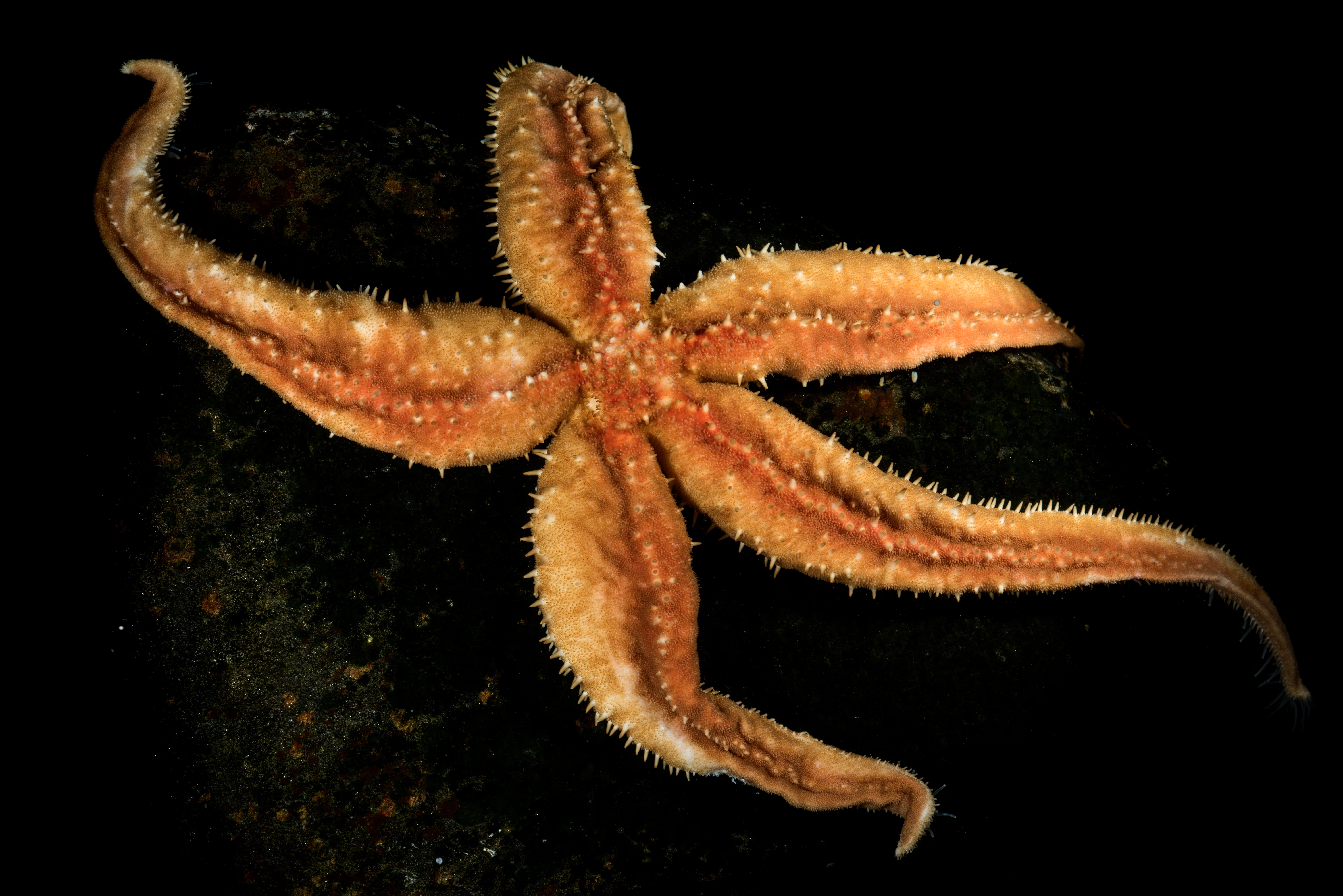 : Icasterias panopla.