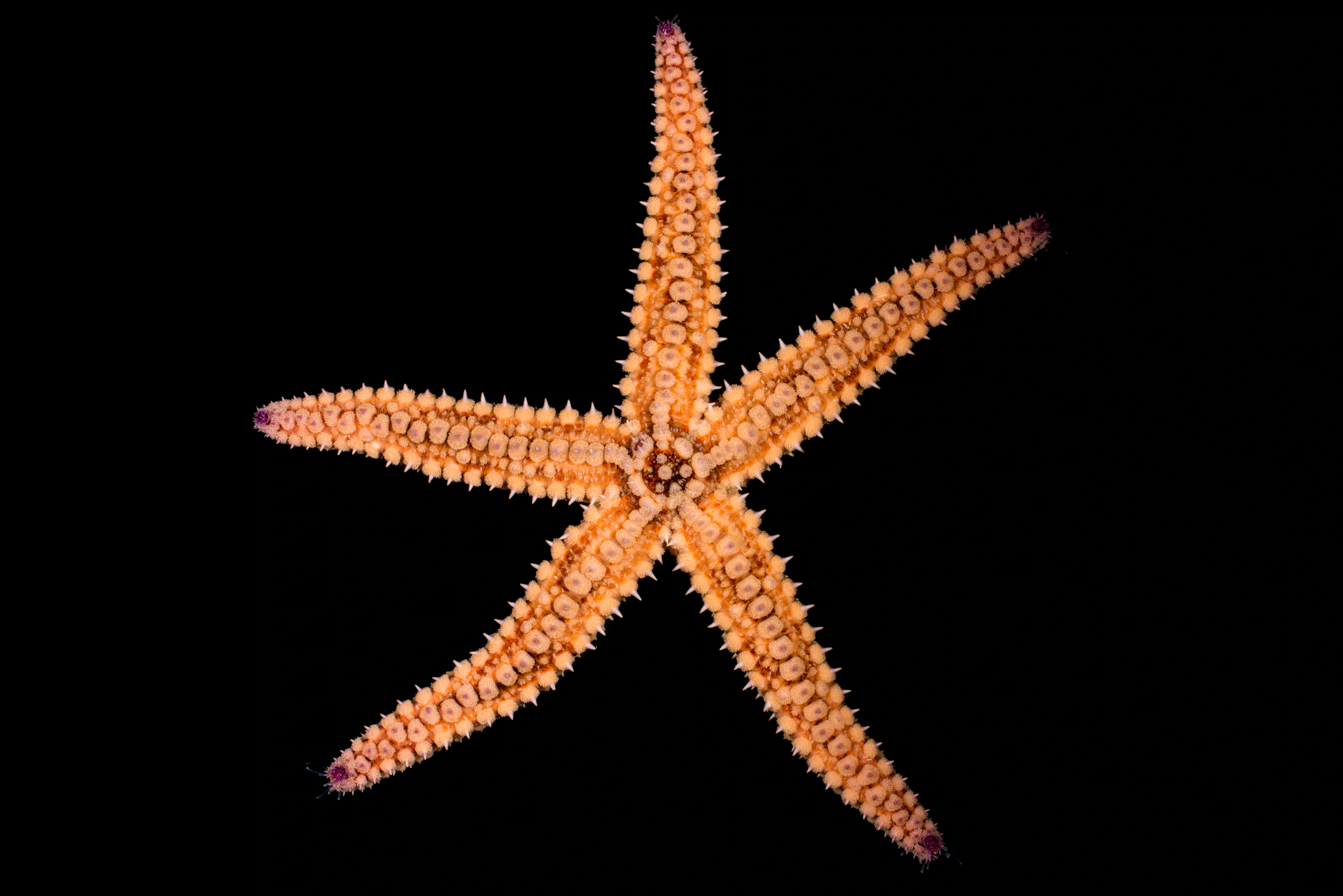 : Marthasterias glacialis.