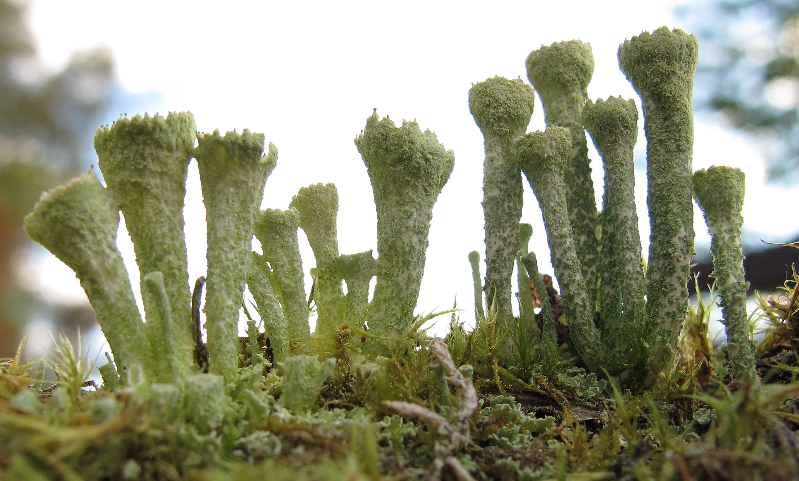 : Cladonia carneola.